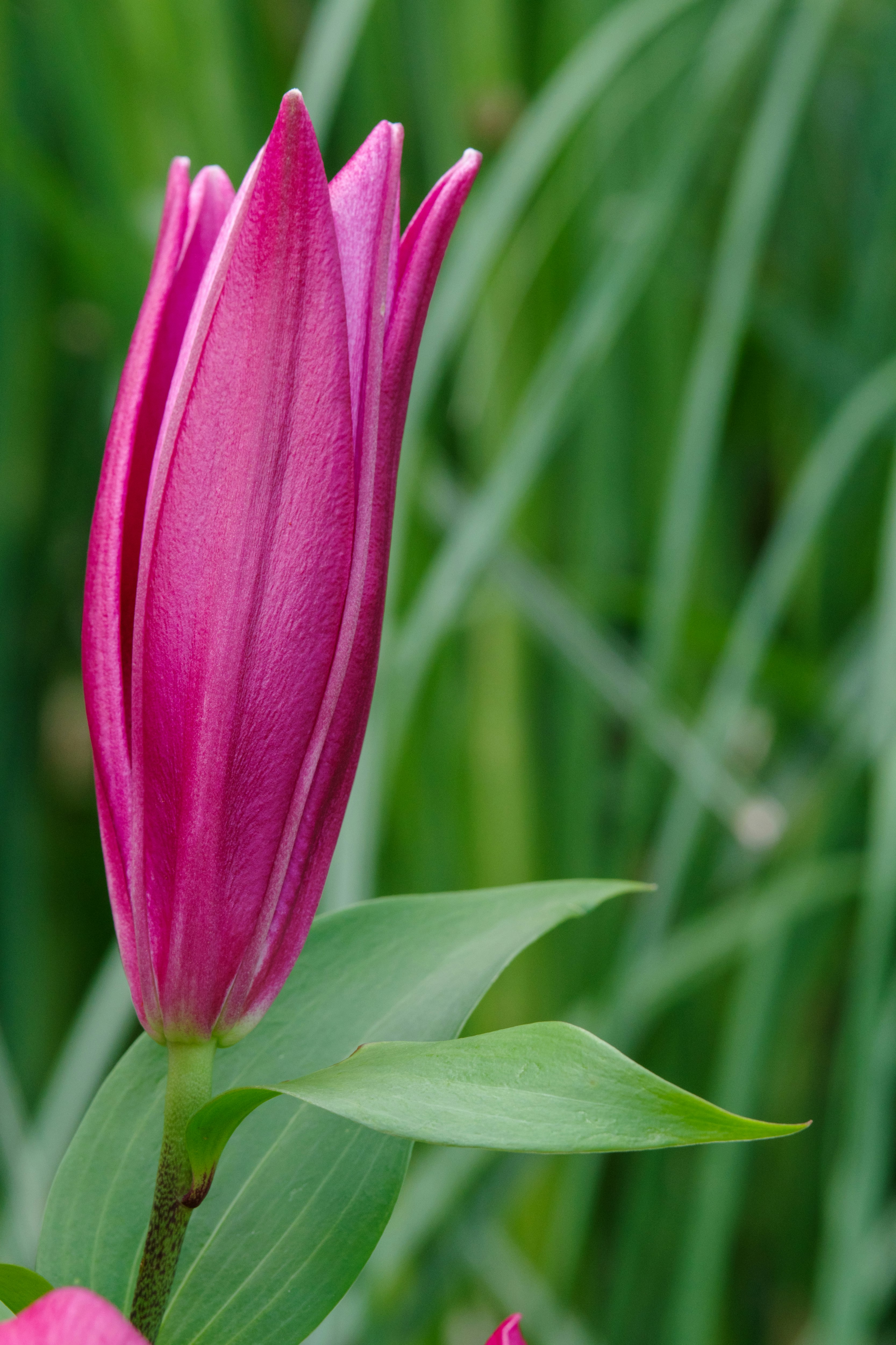 bocciolo di tulipano rosa con petali che iniziano ad aprirsi