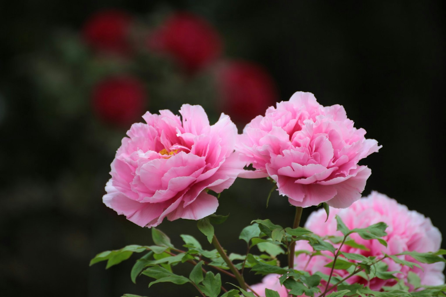 Rosa pink yang indah mekar dengan daun hijau