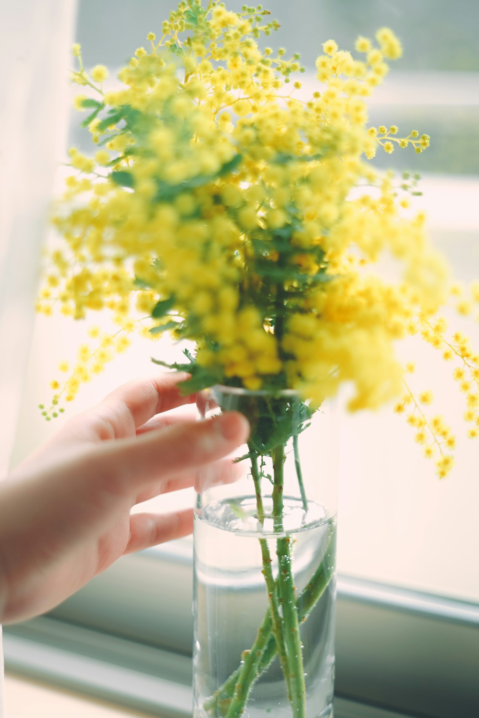 Una mano sosteniendo un ramo de flores de mimosa amarillas en un jarrón de vidrio