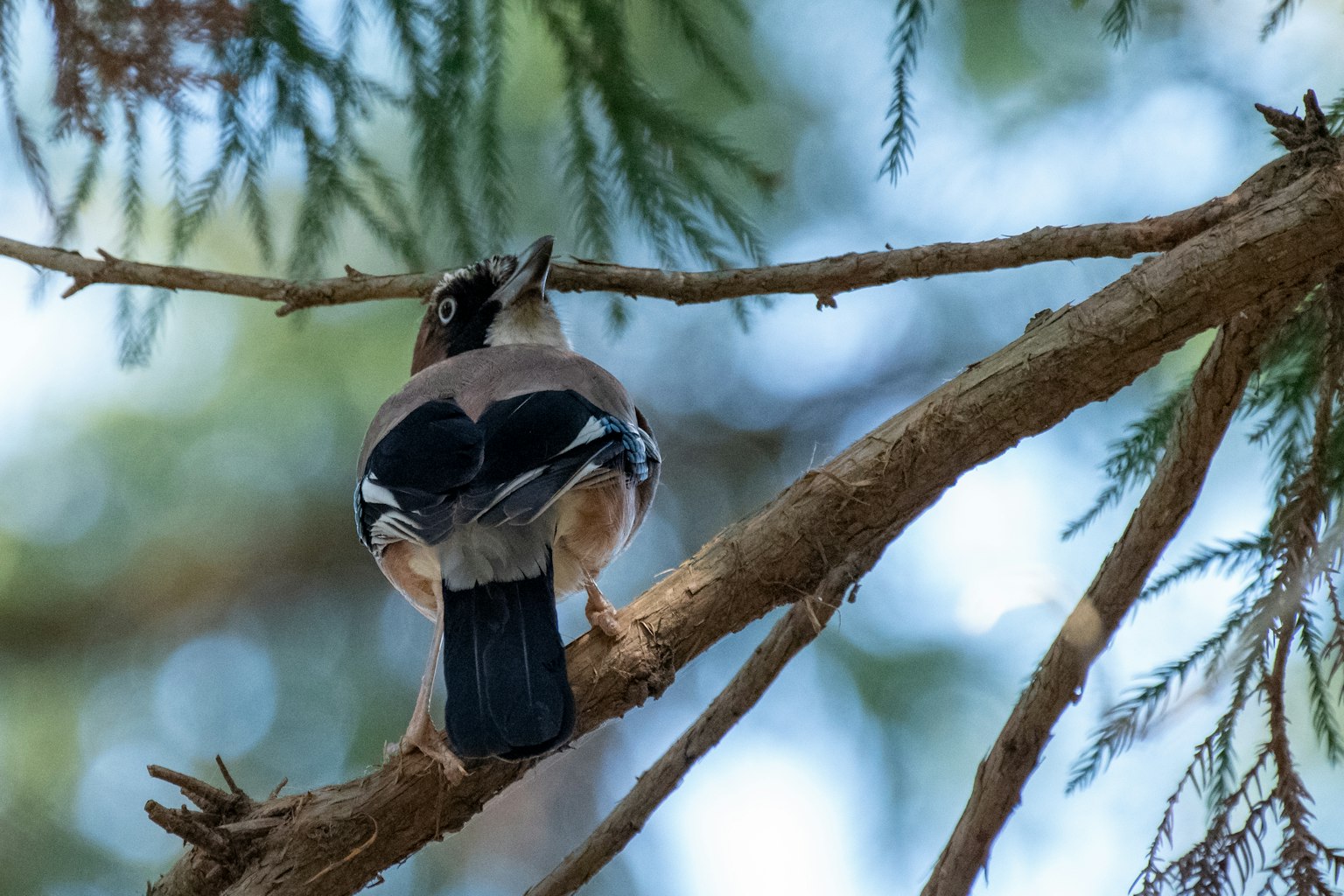Ein Vogel, der auf einem Ast sitzt, von hinten gesehen