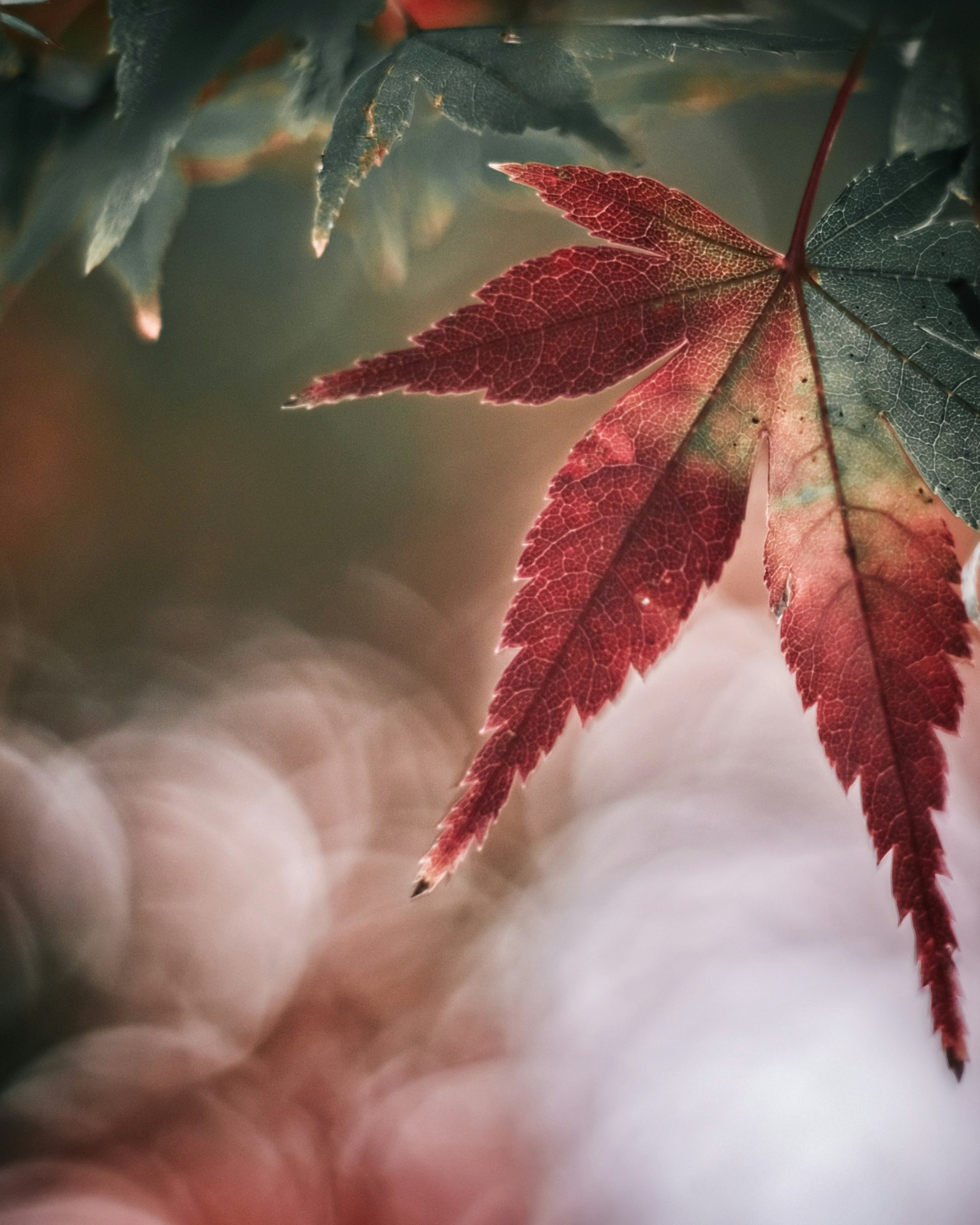 Una foglia di acero rosso spicca su uno sfondo sfocato