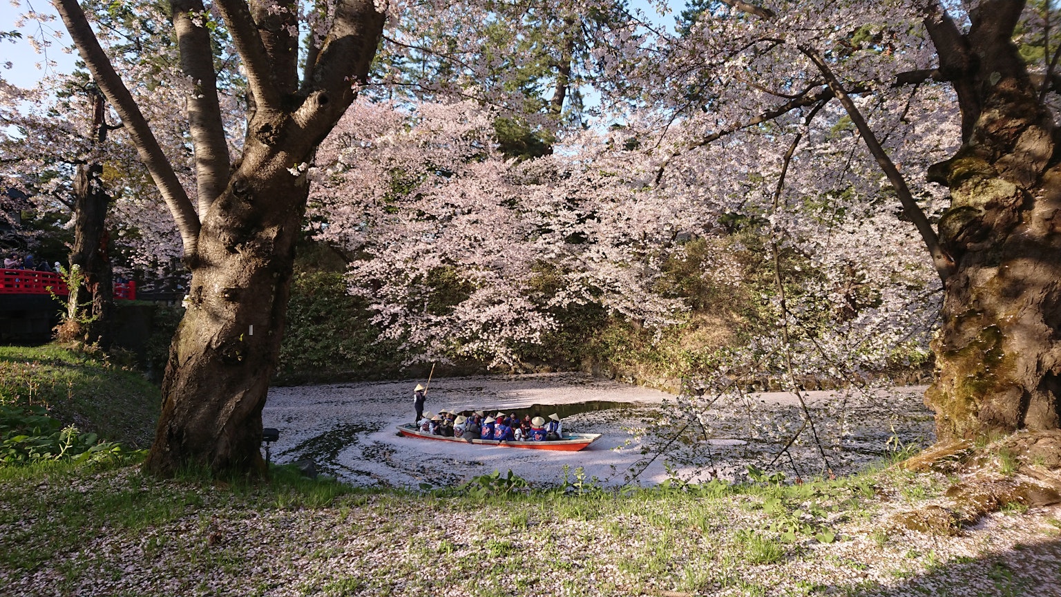 Une scène sereine avec des personnes dans un bateau sous des cerisiers en fleurs