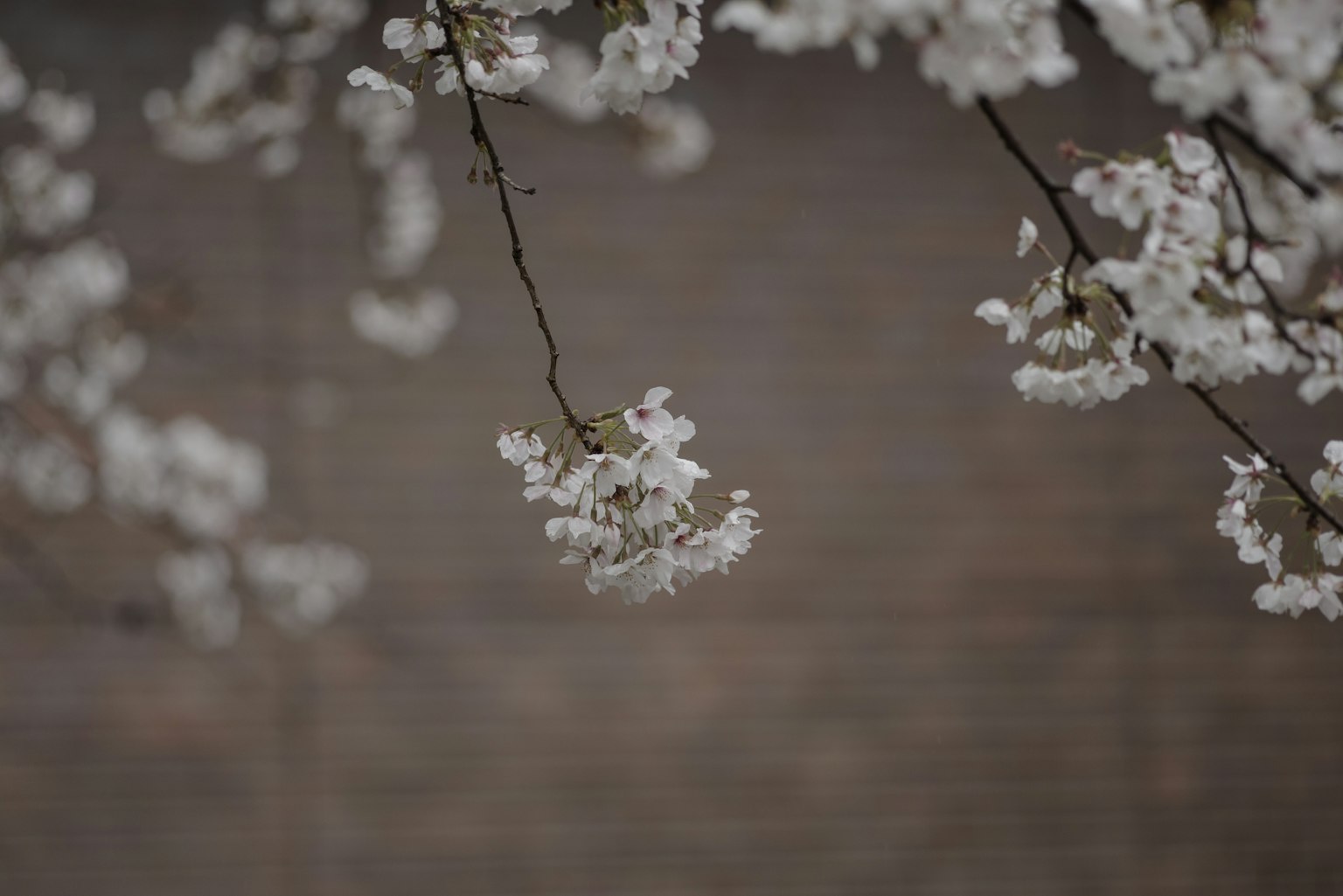 Gros plan sur des branches de cerisier avec des fleurs blanches