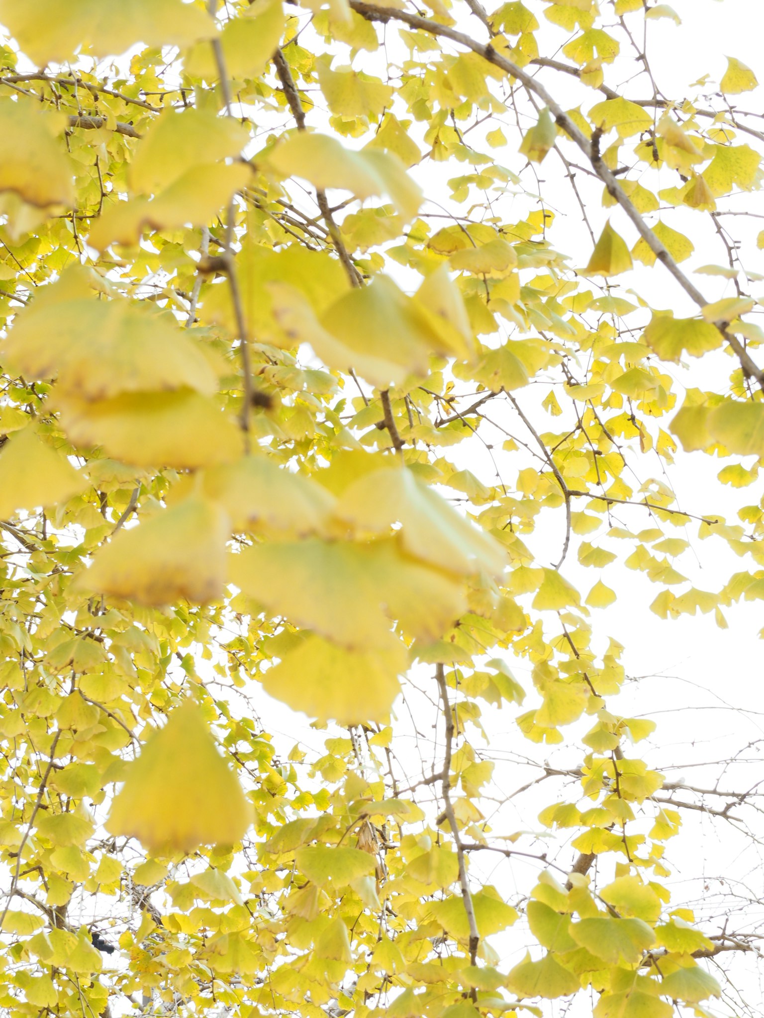 Feuilles jaunes d'automne illuminées par la lumière