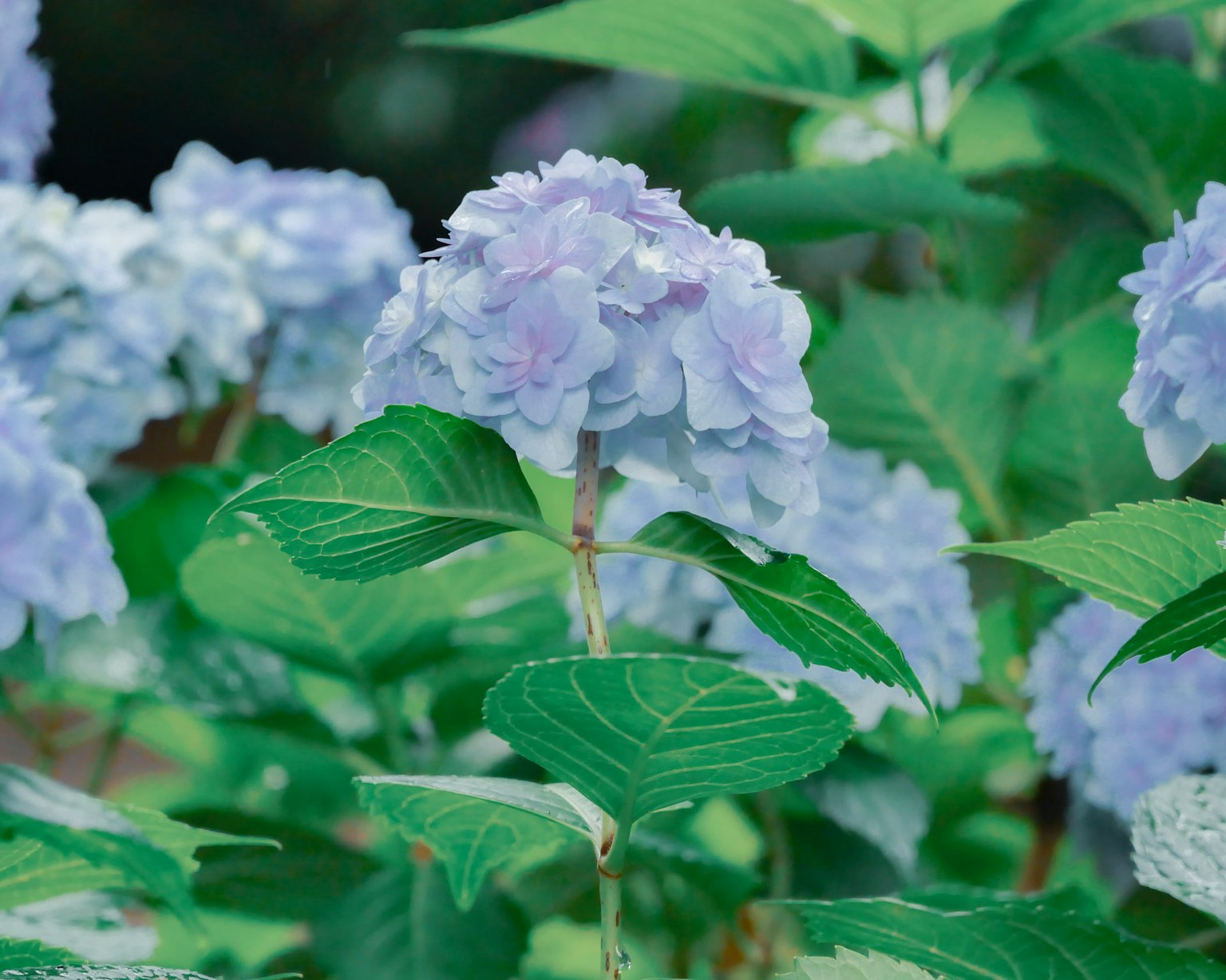 Hermosa escena de jardín con flores de hortensia azul-púrpura y hojas verdes