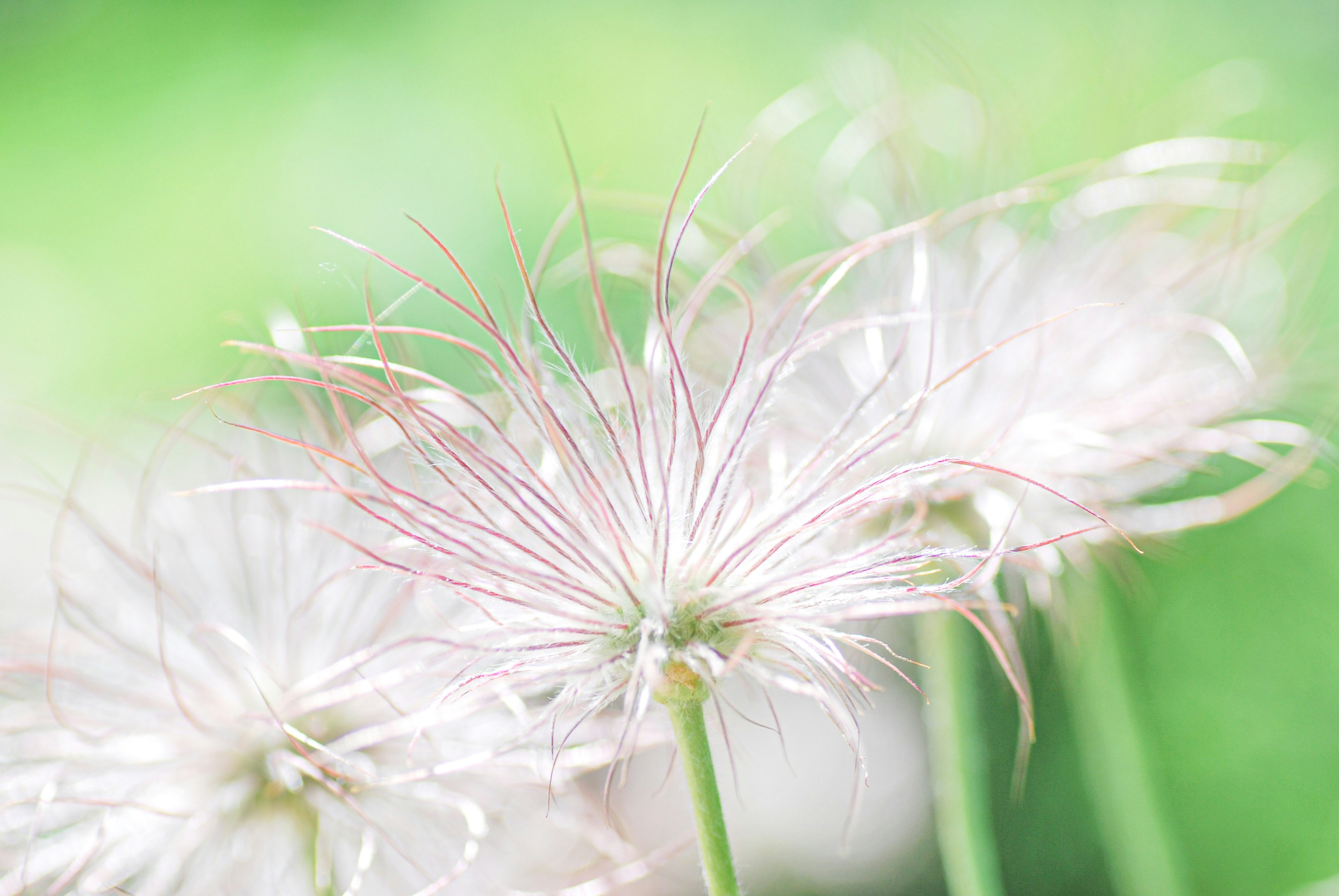 綿毛になったオキナグサの花とふわふわのボケ
