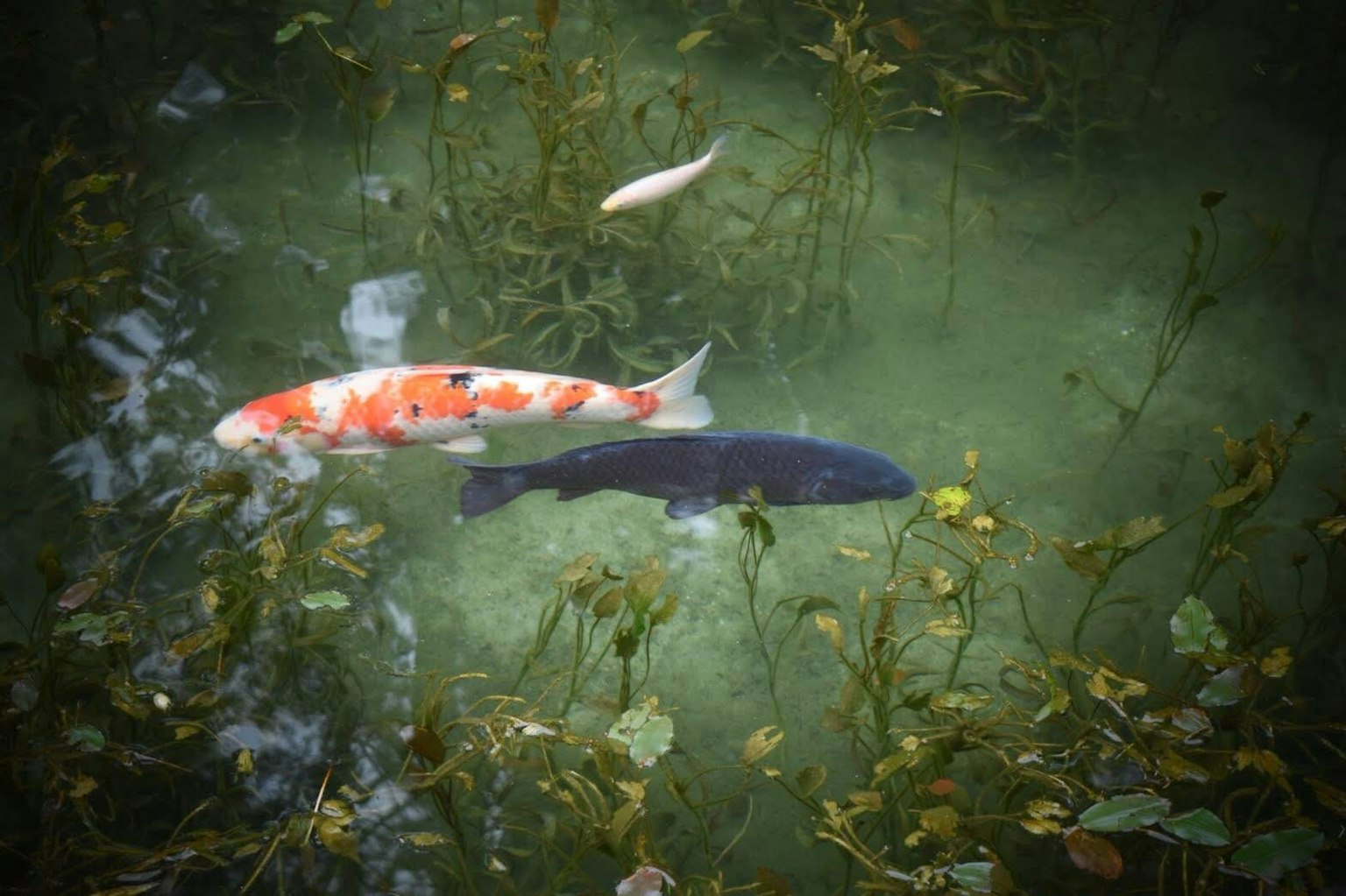 Pez koi nadando entre plantas acuáticas