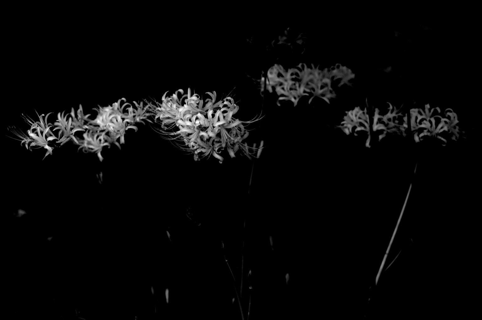 Beautiful silhouette of white flowers against a dark background
