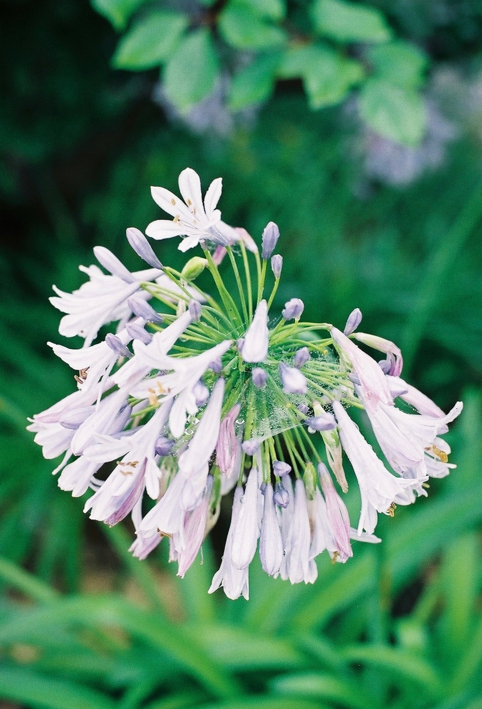 紫と白の花が咲く球状の花房