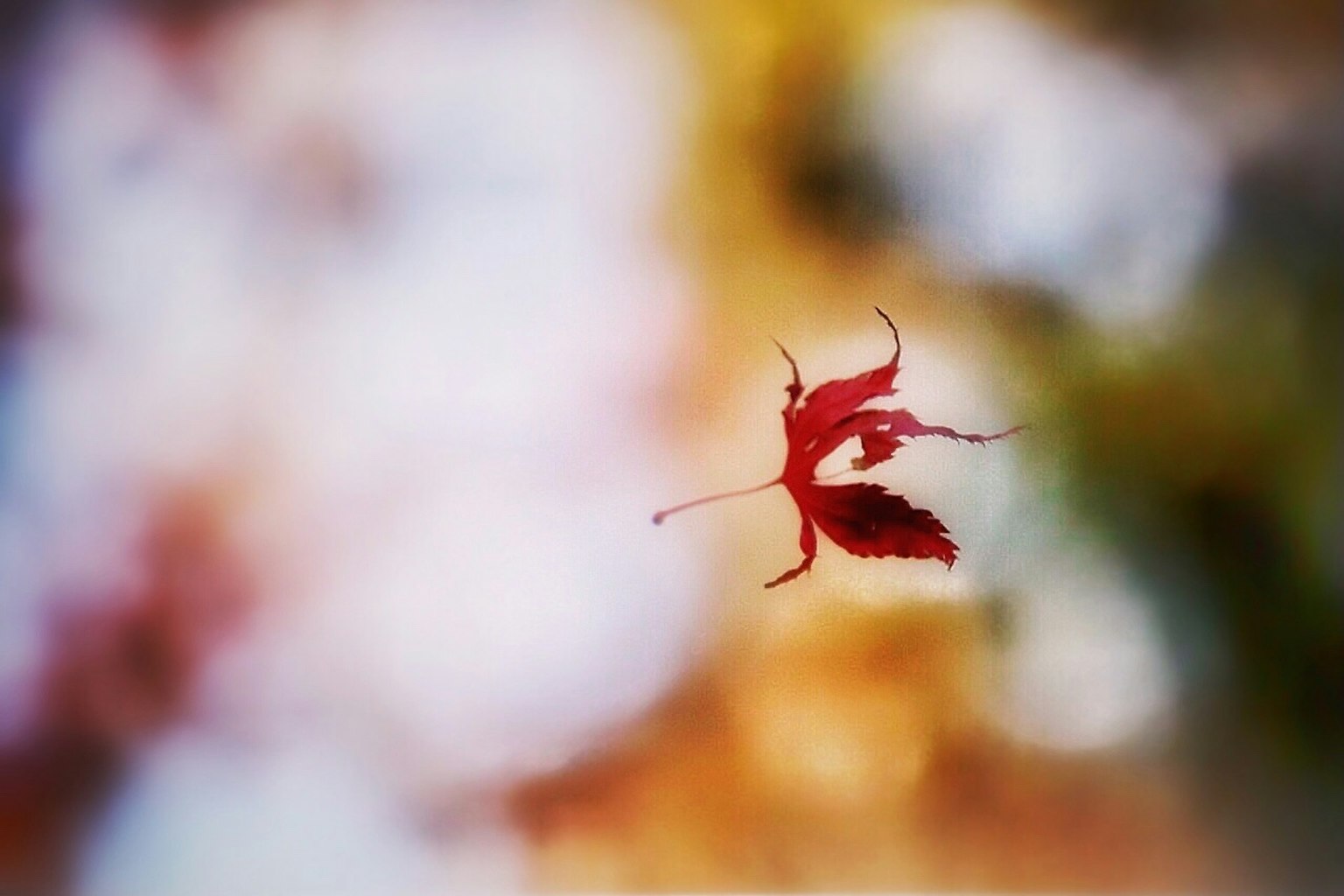 Una foglia rossa che fluttua su uno sfondo colorato sfocato