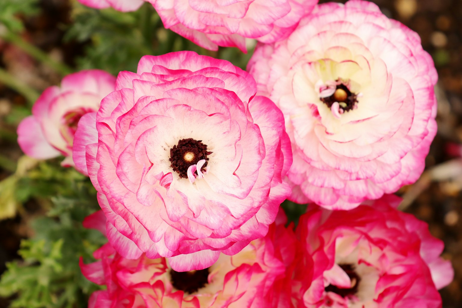 아름다운 분홍색 라난큘러스 꽃들이 함께 피어있다