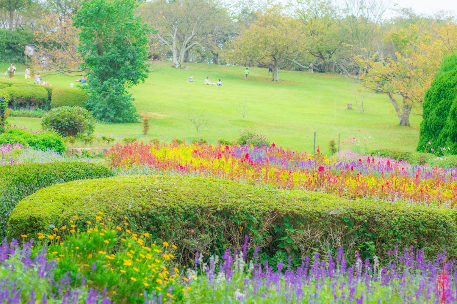 ทิวทัศน์สวนที่มีชีวิตชีวาพร้อมดอกไม้สีสันสดใสและหญ้าสีเขียวอุดมสมบูรณ์ในพื้นหลัง
