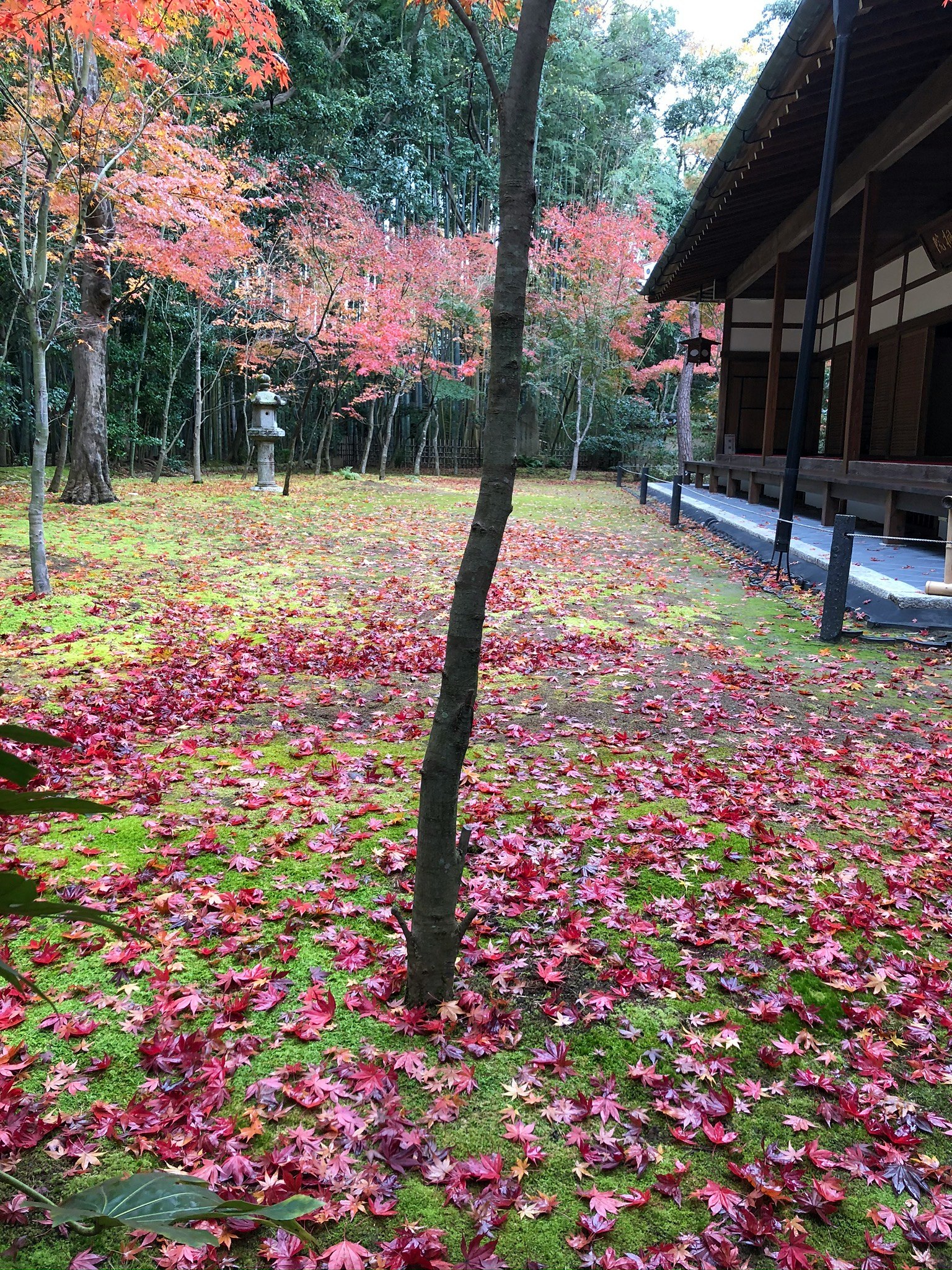 สวนฤดูใบไม้ร่วงที่โคโตอิน เกียวโต ใบไม้สีแดงปูพื้นและระเบียงวัด
