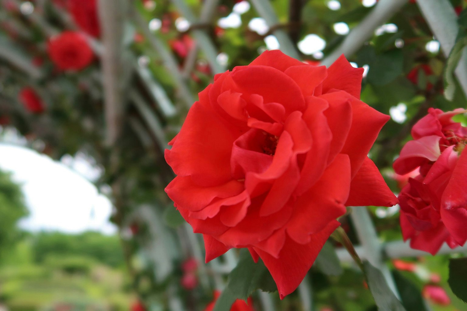 Rosa roja vibrante floreciendo sobre un fondo verde