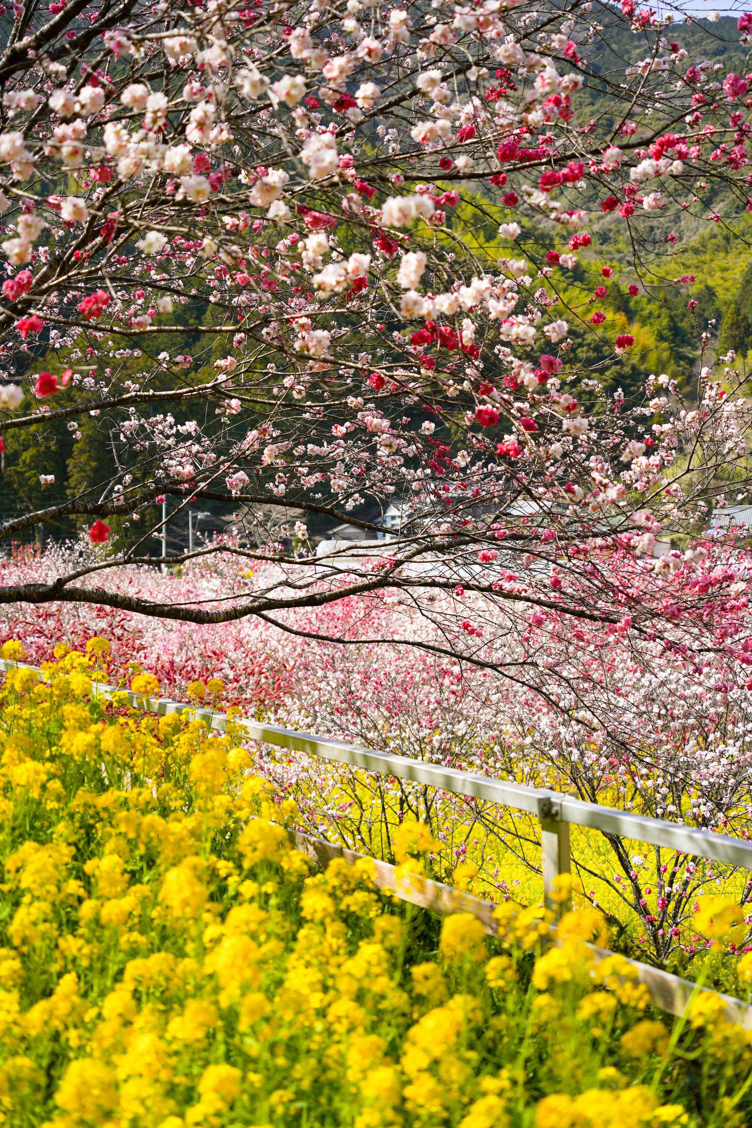 盛開櫻花與黃色花朵襯托的春季山坡