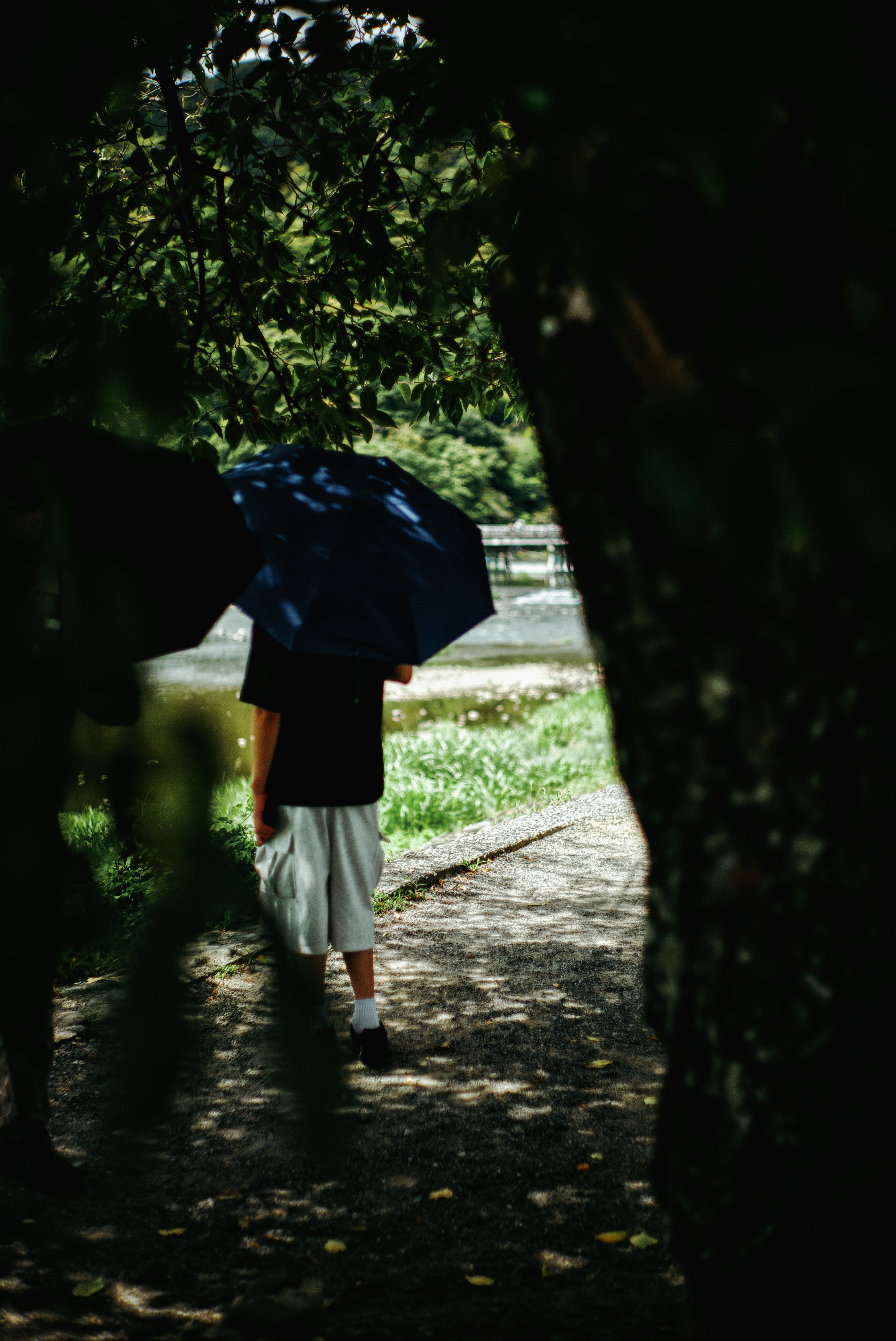 a person walking along a path between trees with an umbrella