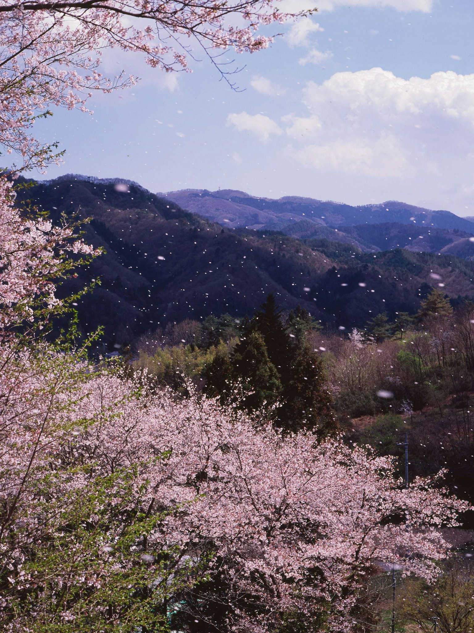 美丽的山景，樱花盛开，花瓣飘落