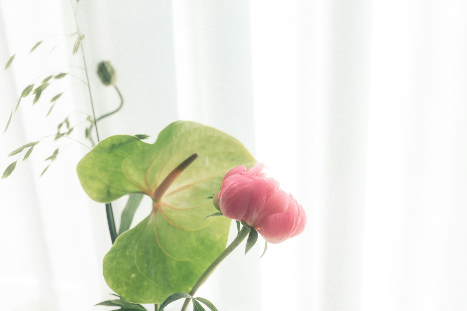 Fiore rosa e foglia verde che fioriscono dietro tende morbide