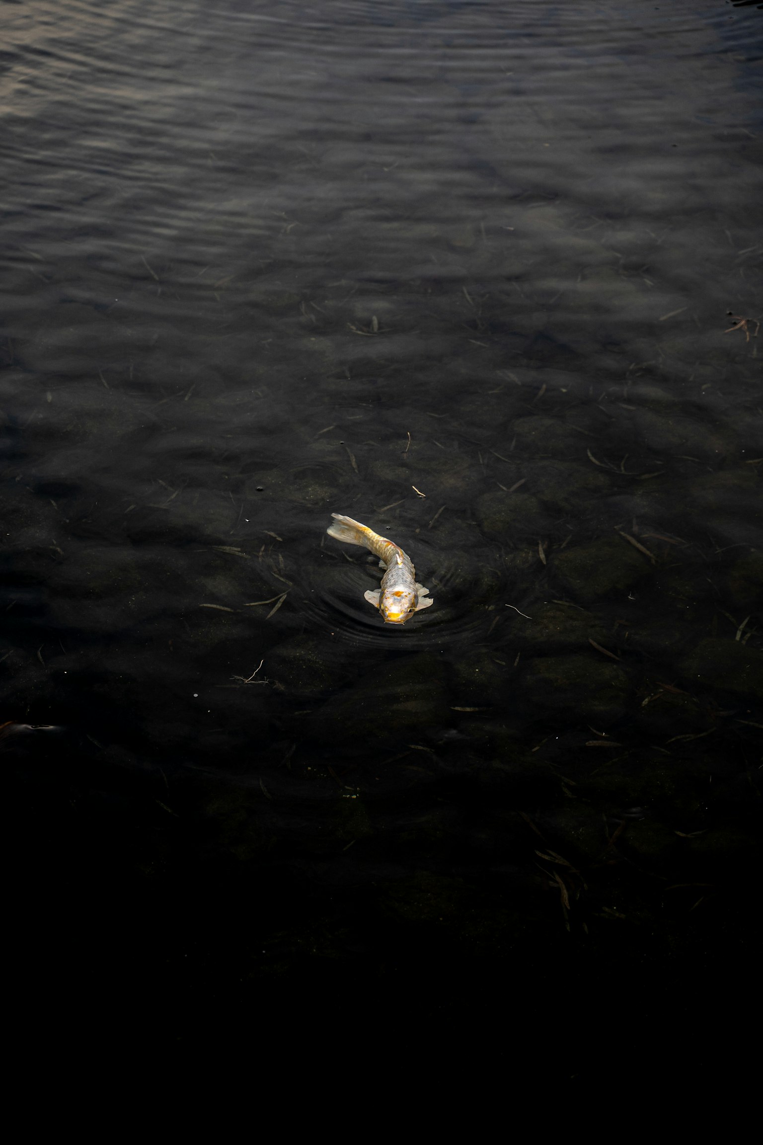 Ikan putih mengapung di permukaan air gelap