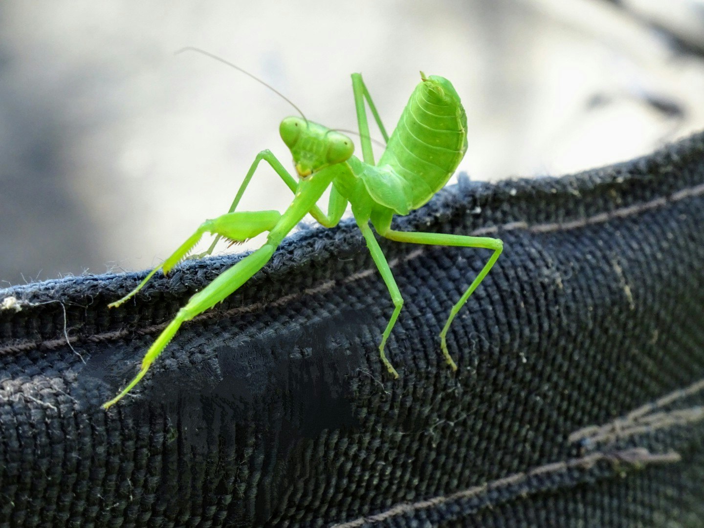草むしり中のカゴにいるカマキリ