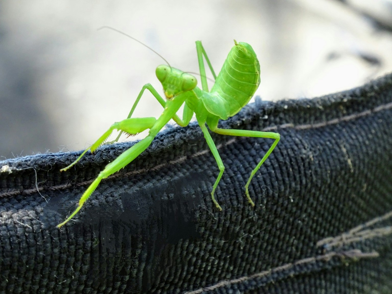 Green grasshopper perched on a black fabric surface