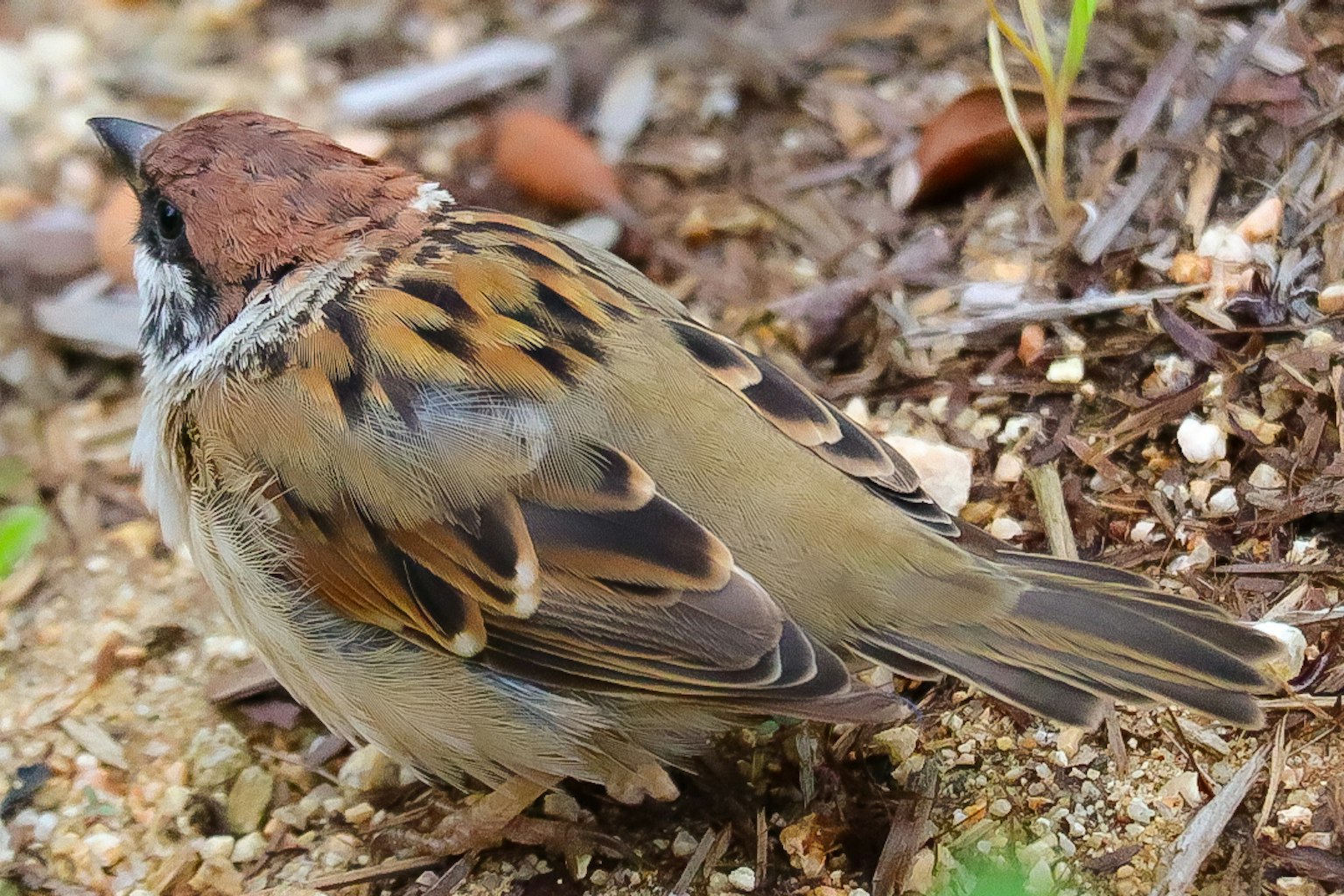 Seekor burung pipit dengan kepala coklat dan bulu bercak di tanah