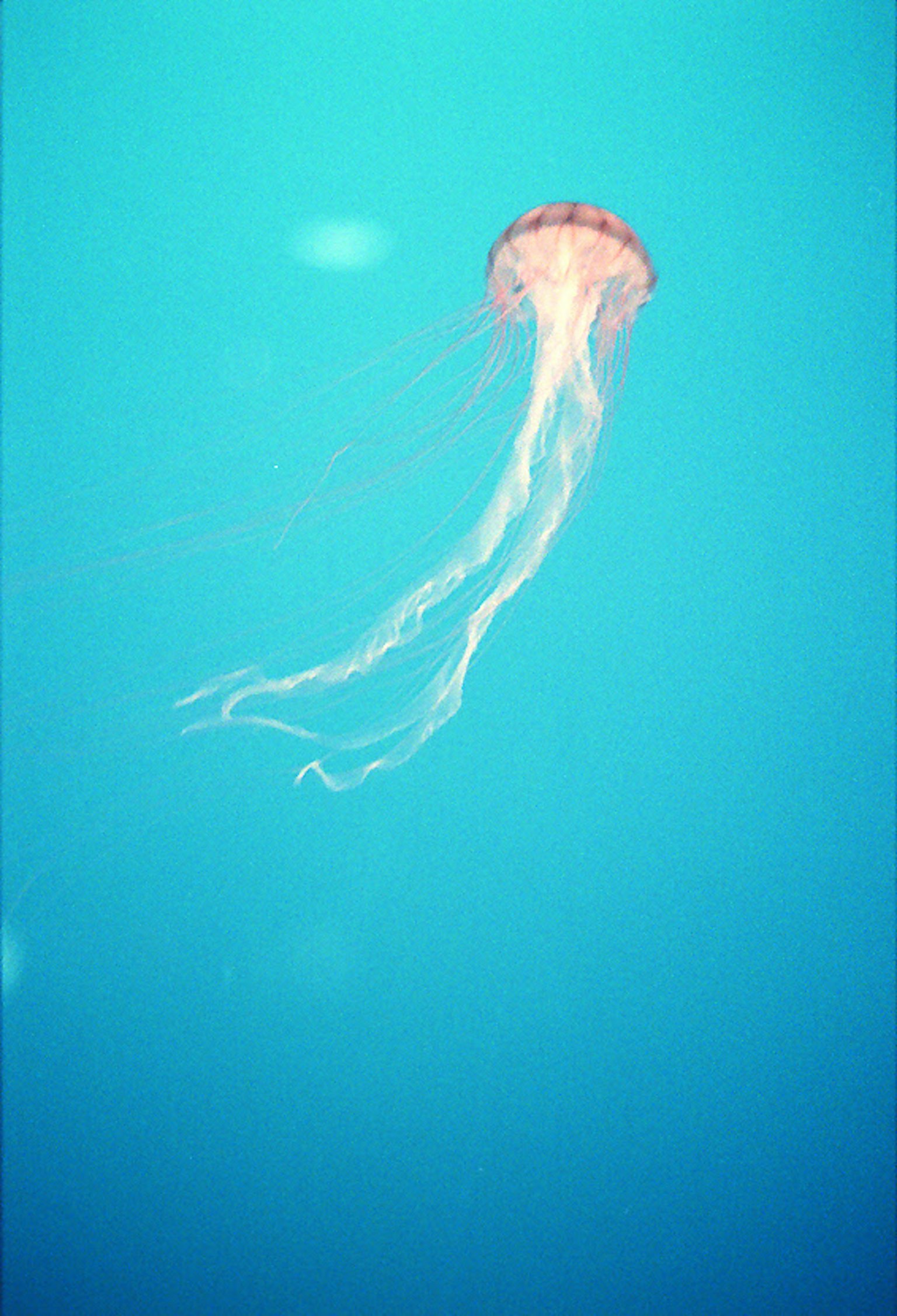 Una medusa translúcida con largos tentáculos flotando en agua azul