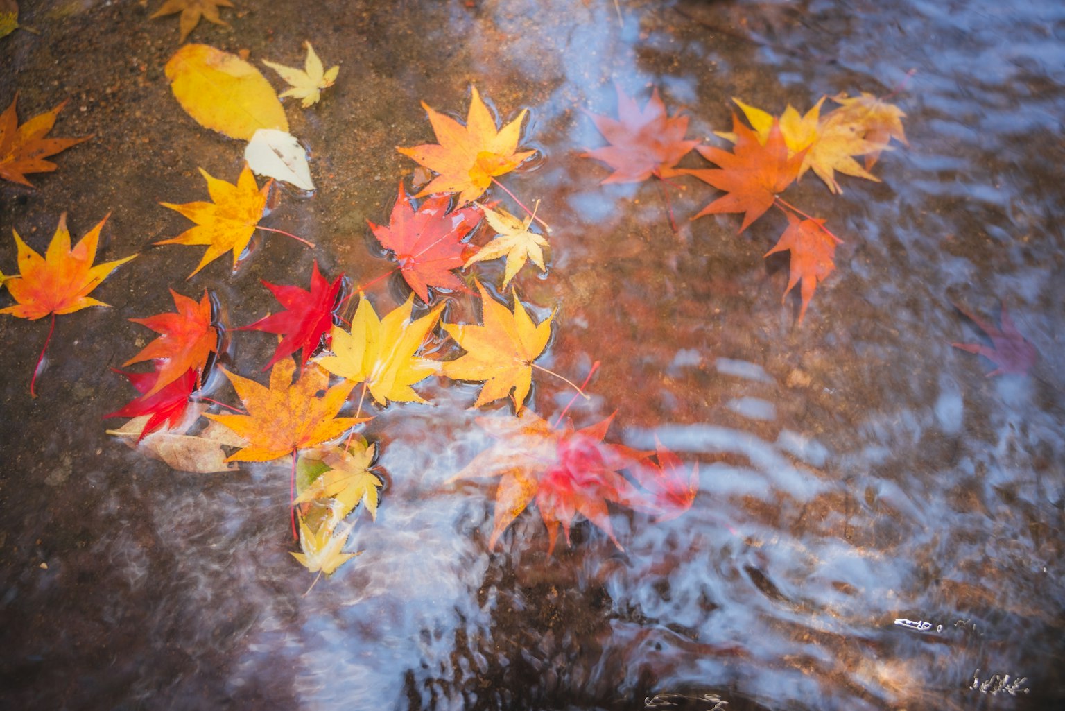 水面上漂浮的五彩斑斓的秋叶