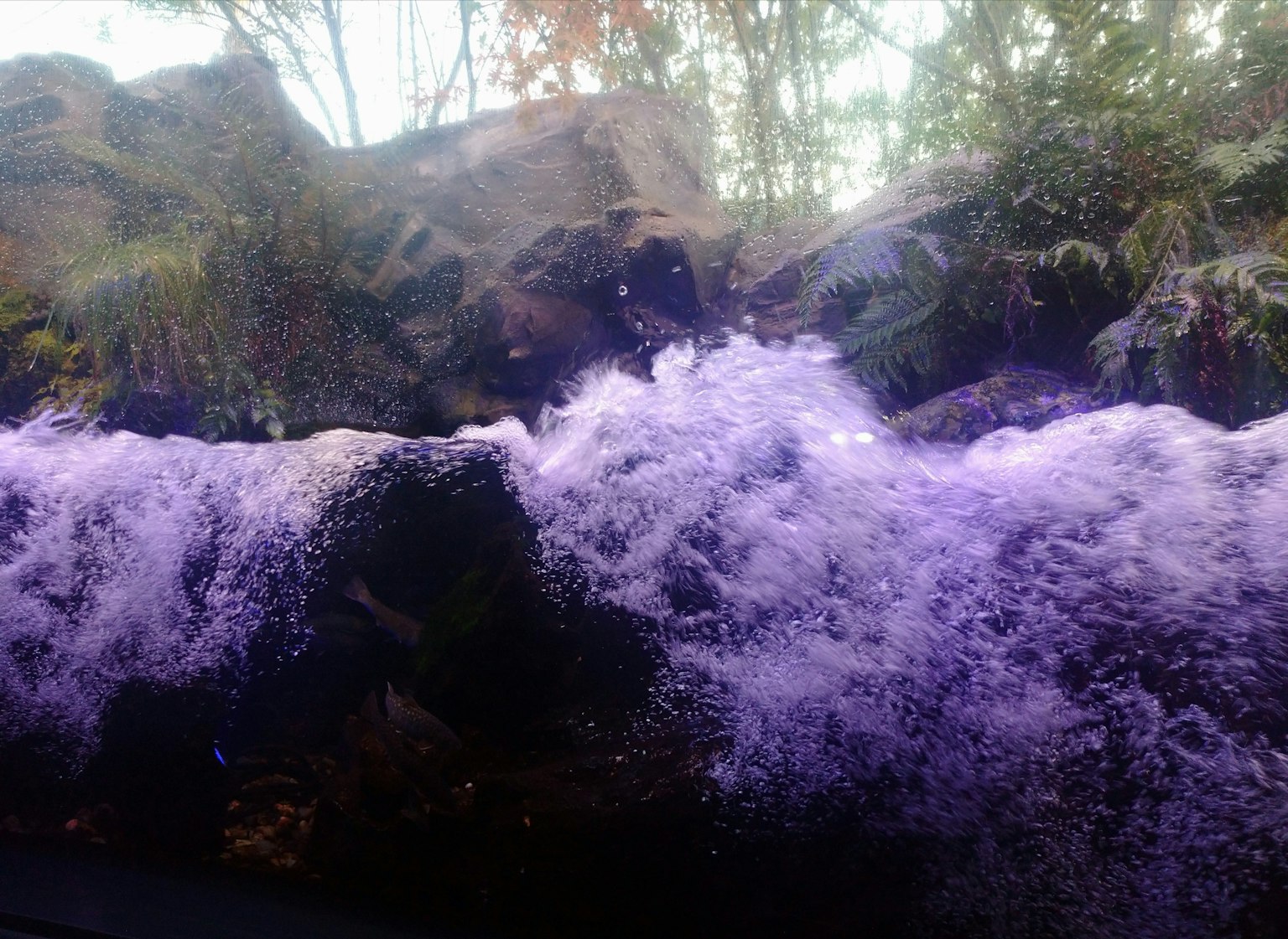 Purple water splashes flowing between rocks