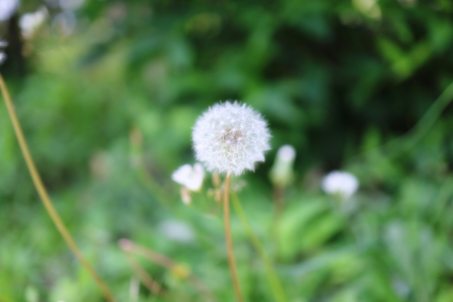 A white dandelion puffball stands out against a green background