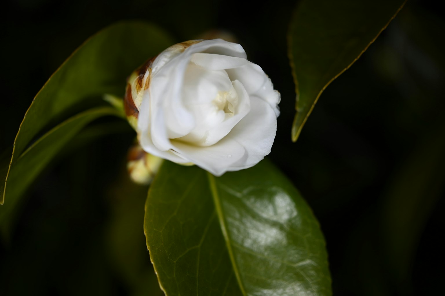一朵白花盛开在绿色叶子上
