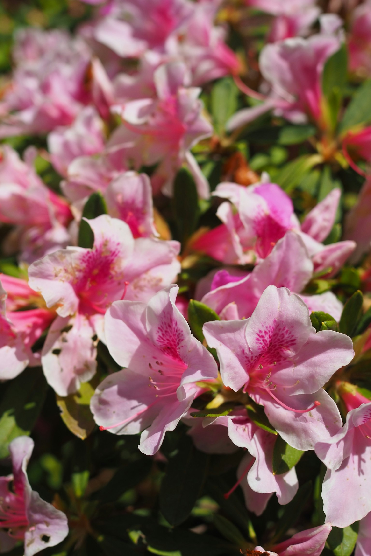 Immagine ravvicinata di bellissimi fiori di azalea rosa in fiore