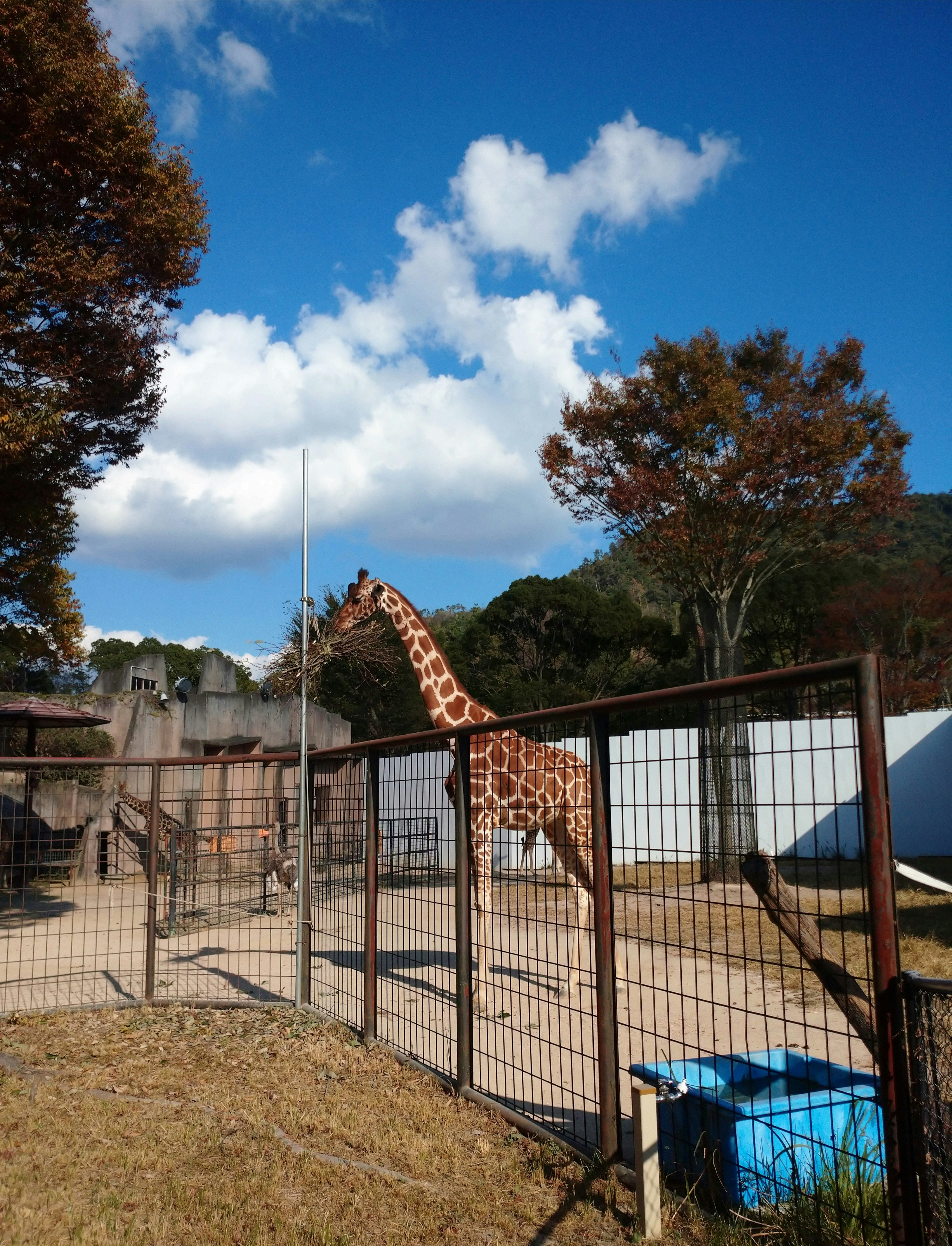 動物園の檻の中にいるキリンの姿と青空