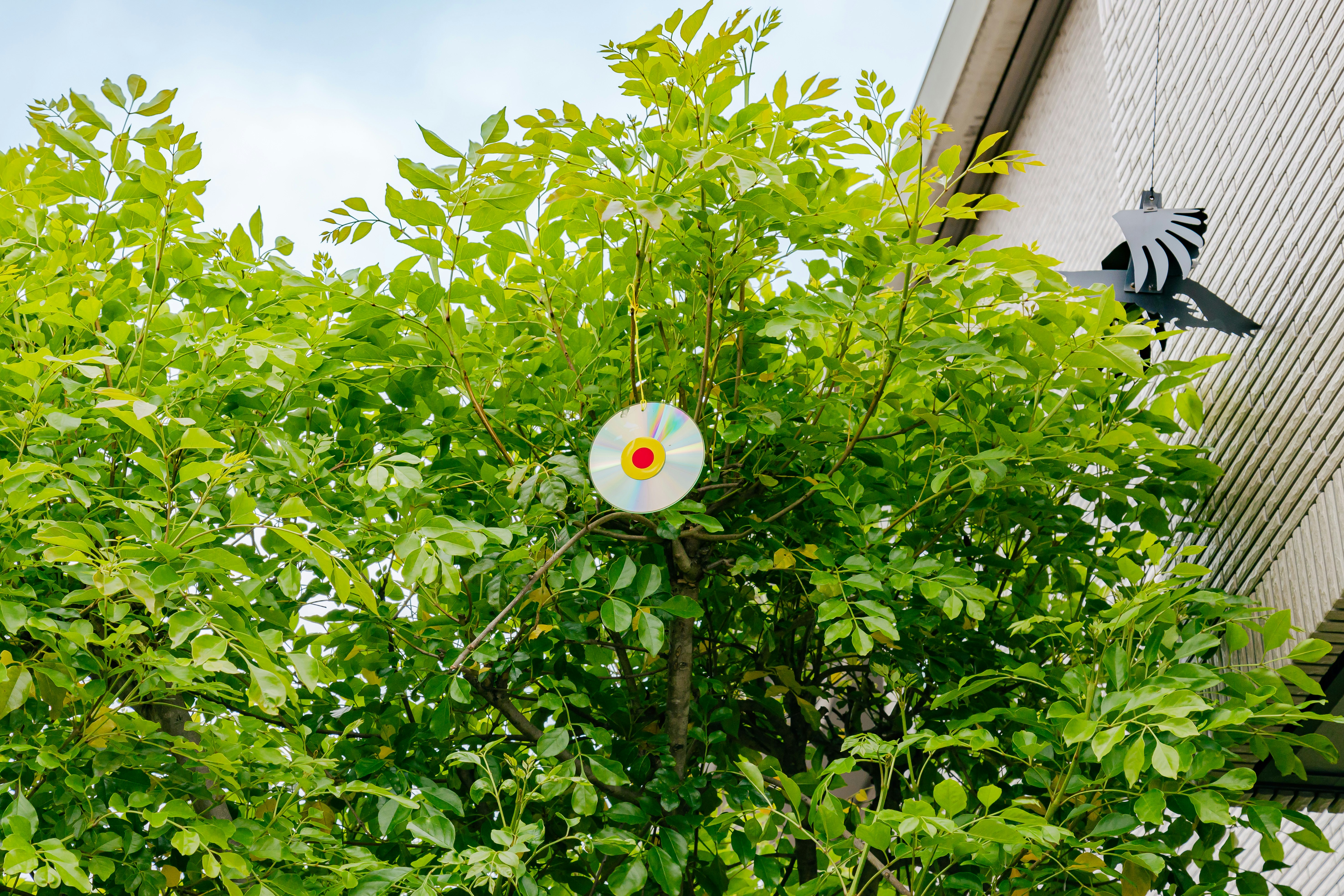 鳩よけの円盤が取り付けられた緑の茂みと壁際