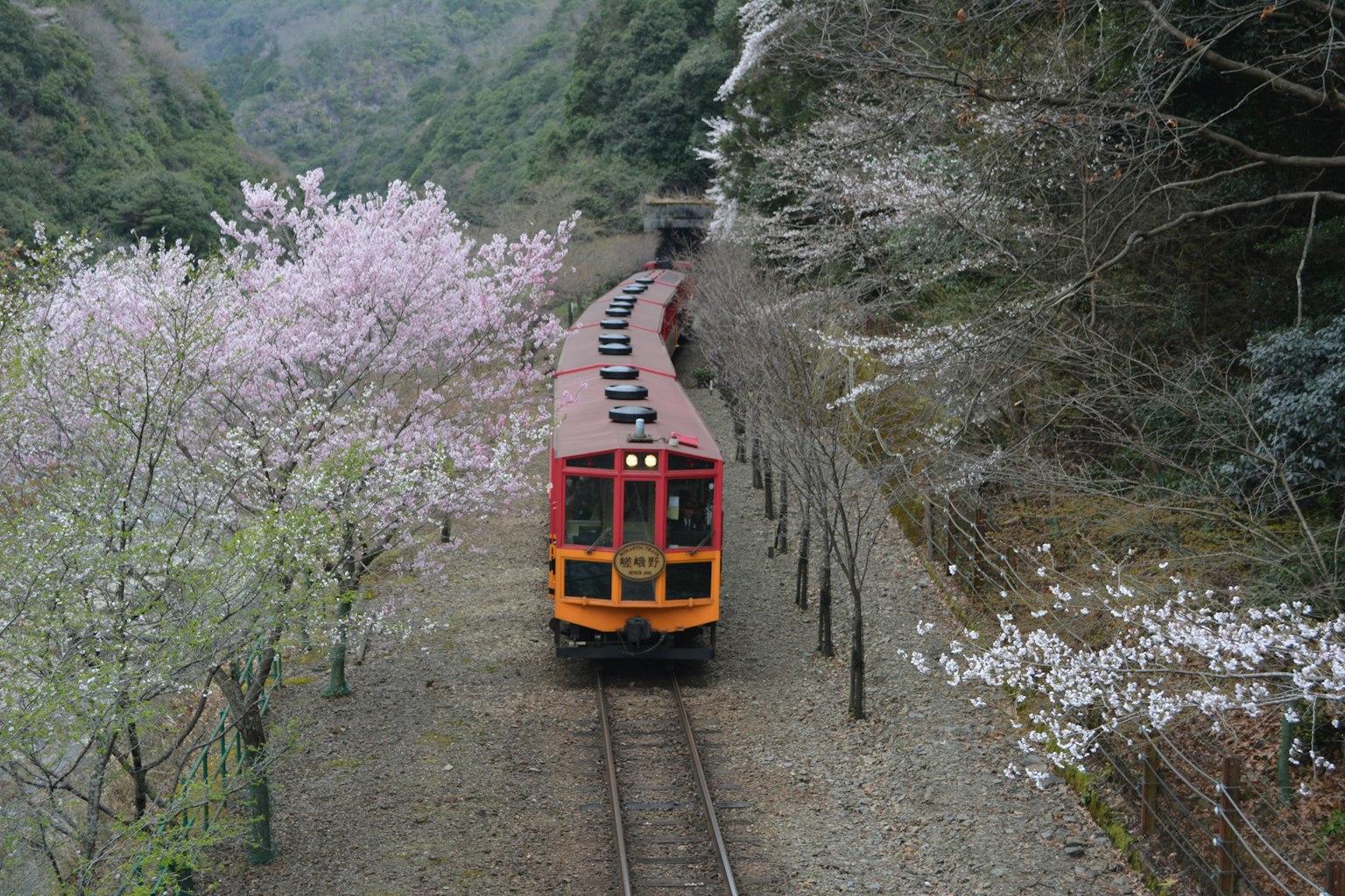 Sebuah kereta merah yang melaju di rel melengkung dikelilingi pohon sakura