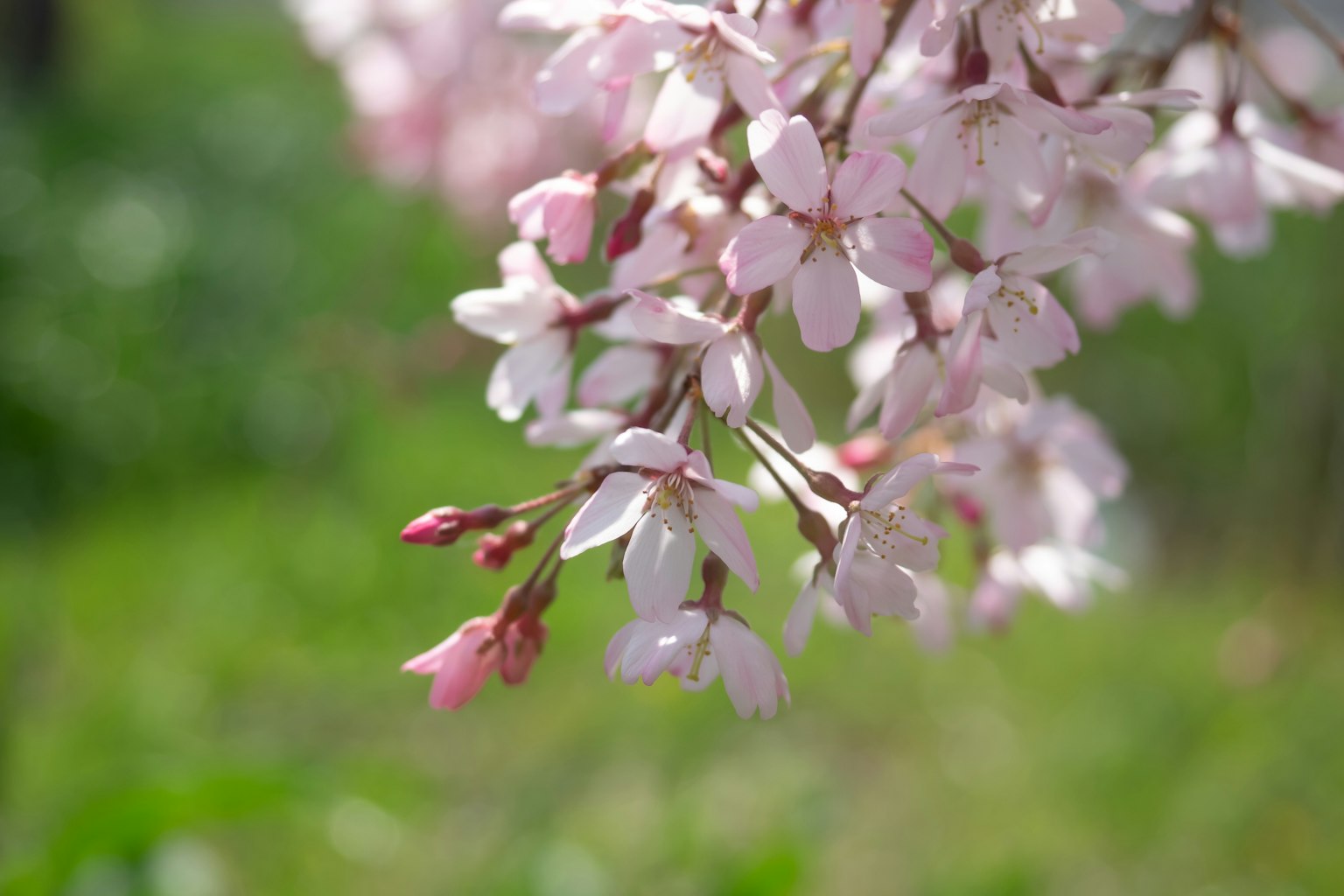 Close-up of delicate pink cherry blossom flowers on a branch