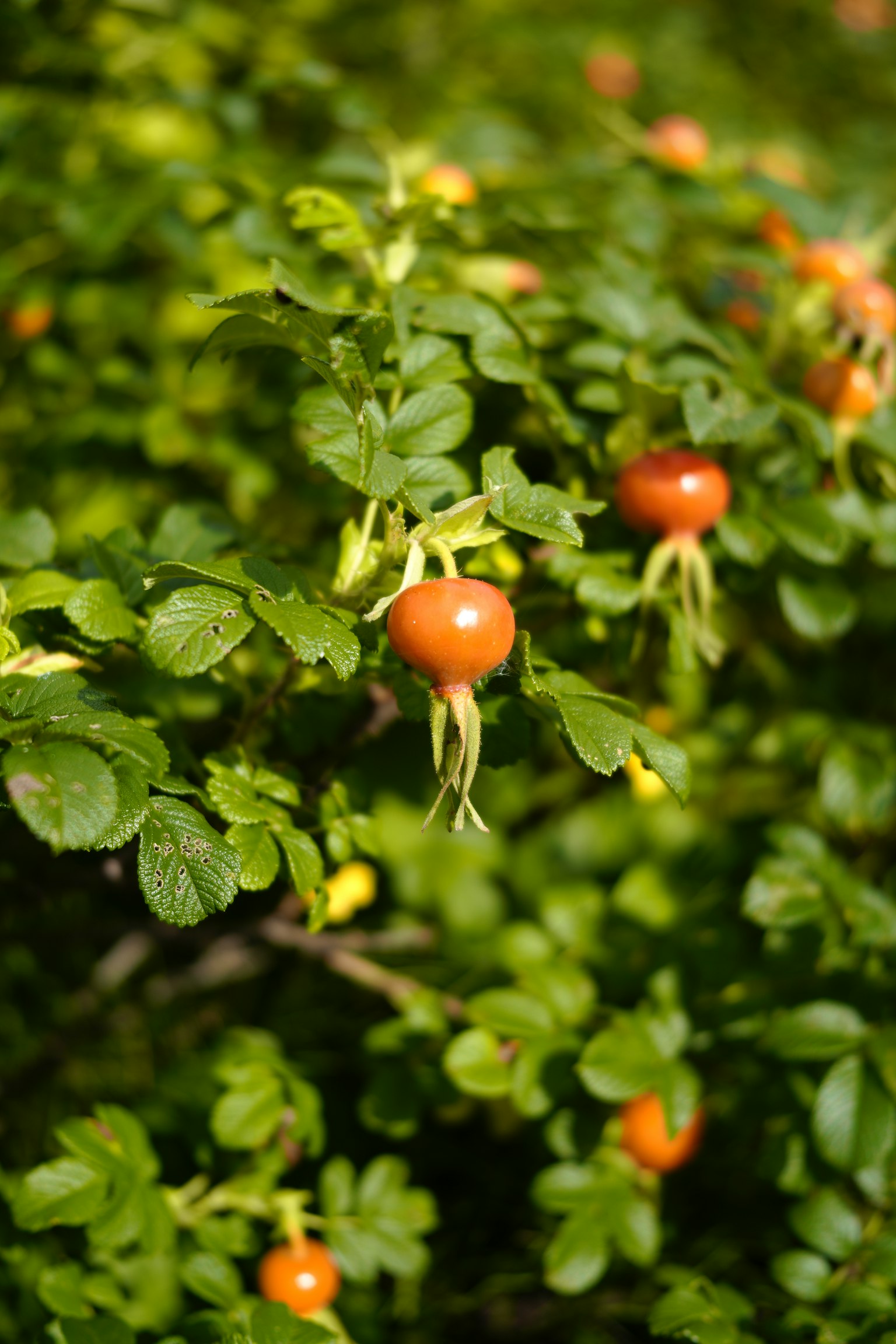 Plant with orange fruits surrounded by green leaves