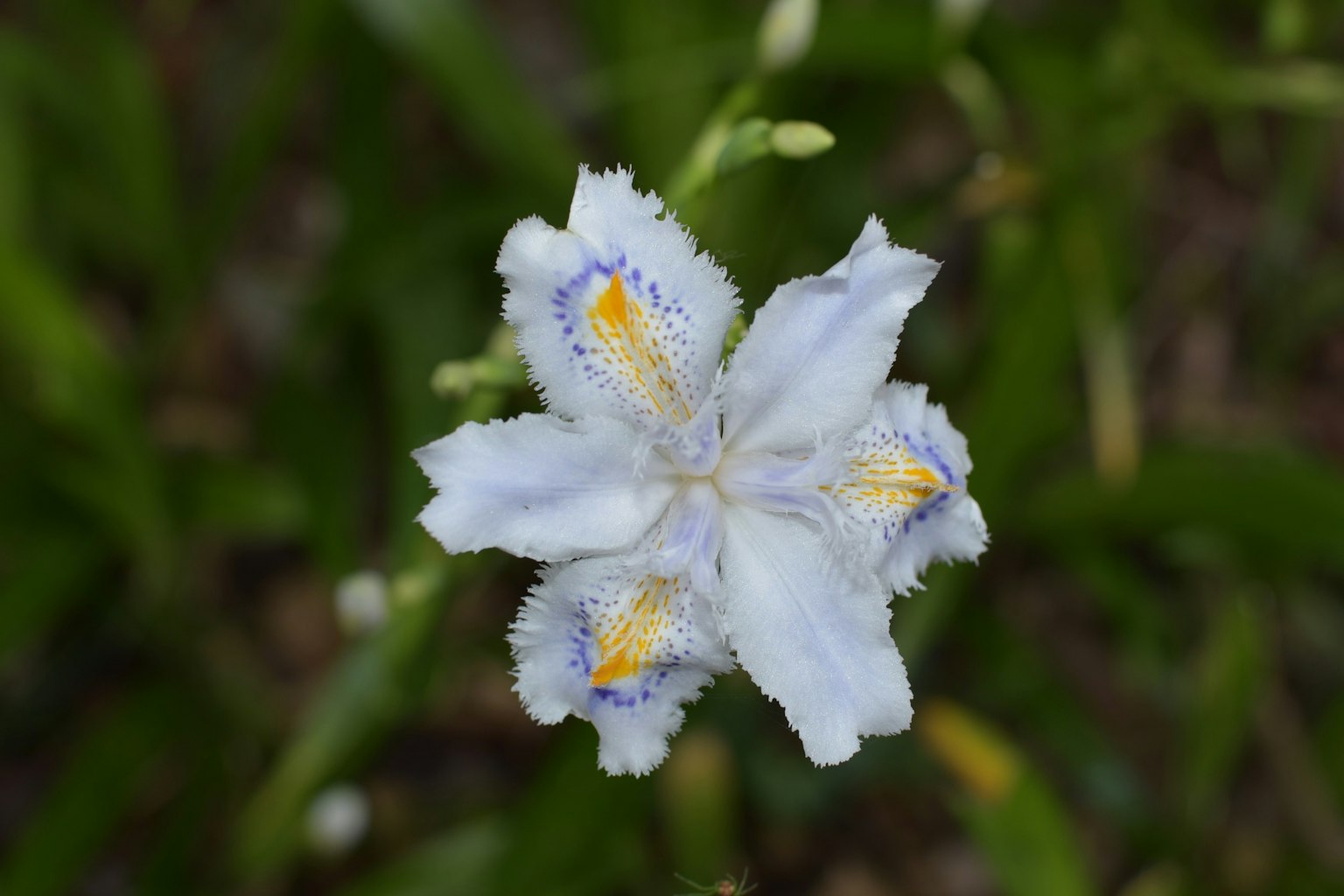 A beautiful flower with white petals and yellow markings