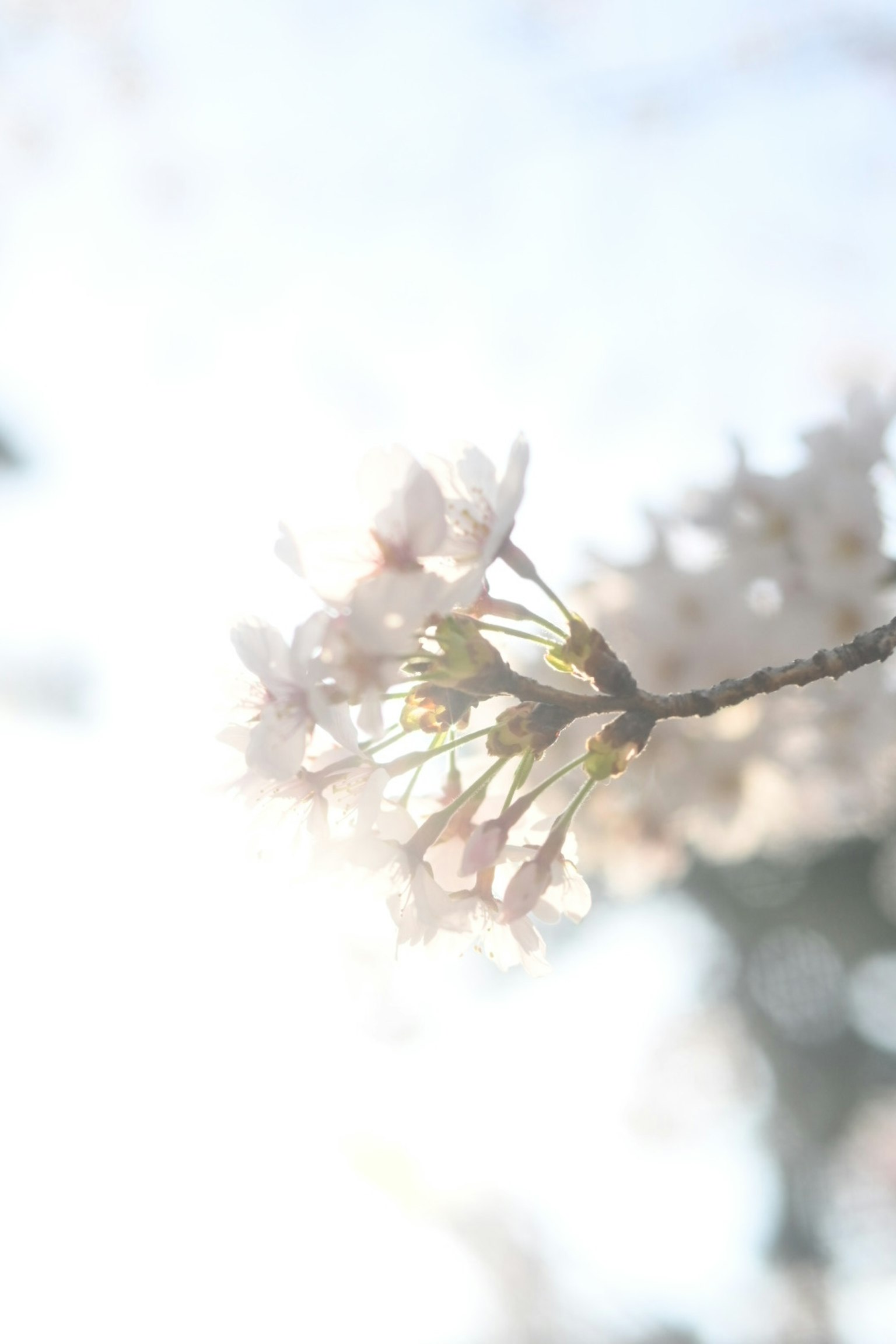 Gros plan de délicates fleurs de cerisier sur une branche avec une lumière douce