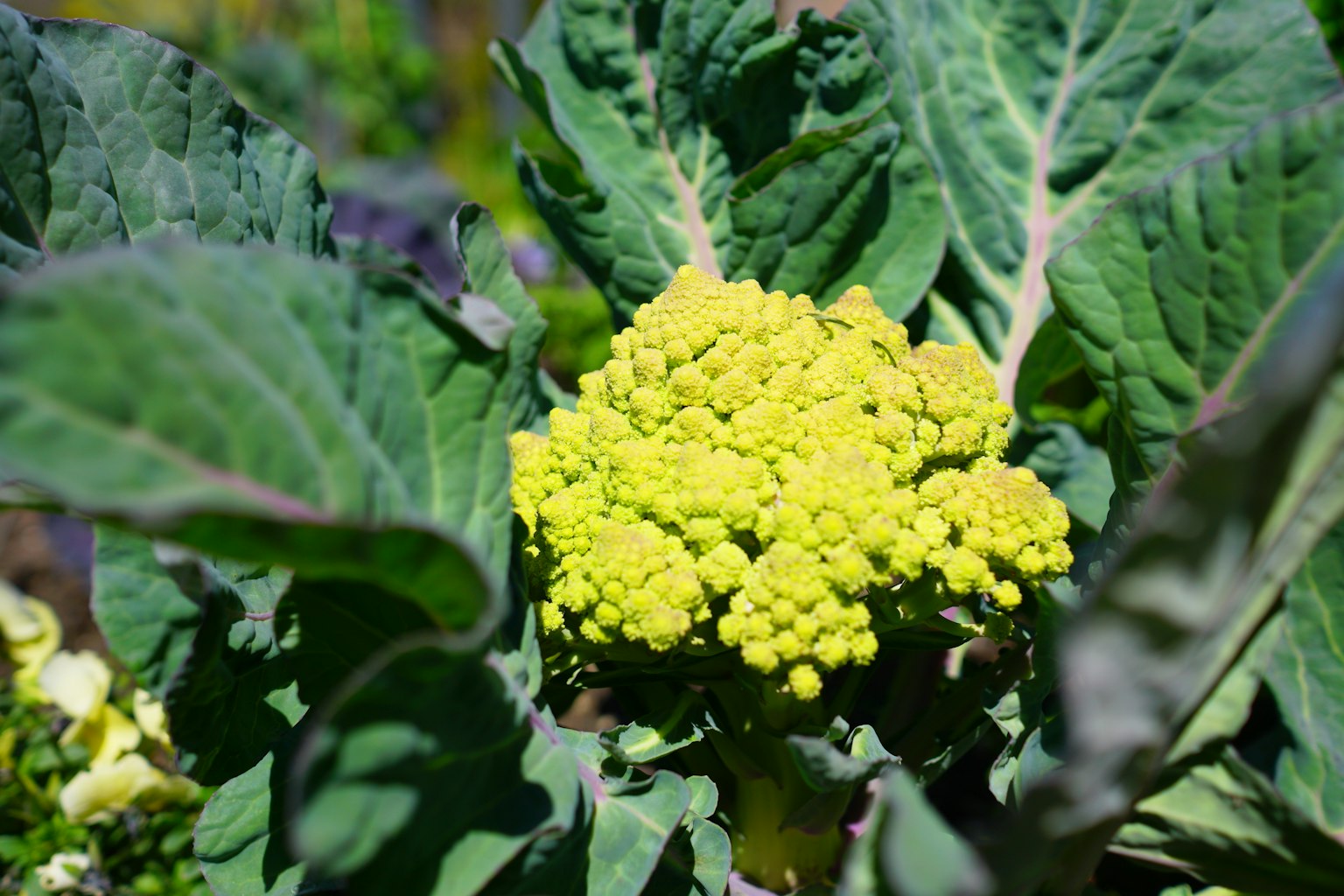 Testa di cavolfiore gialla circondata da foglie verdi