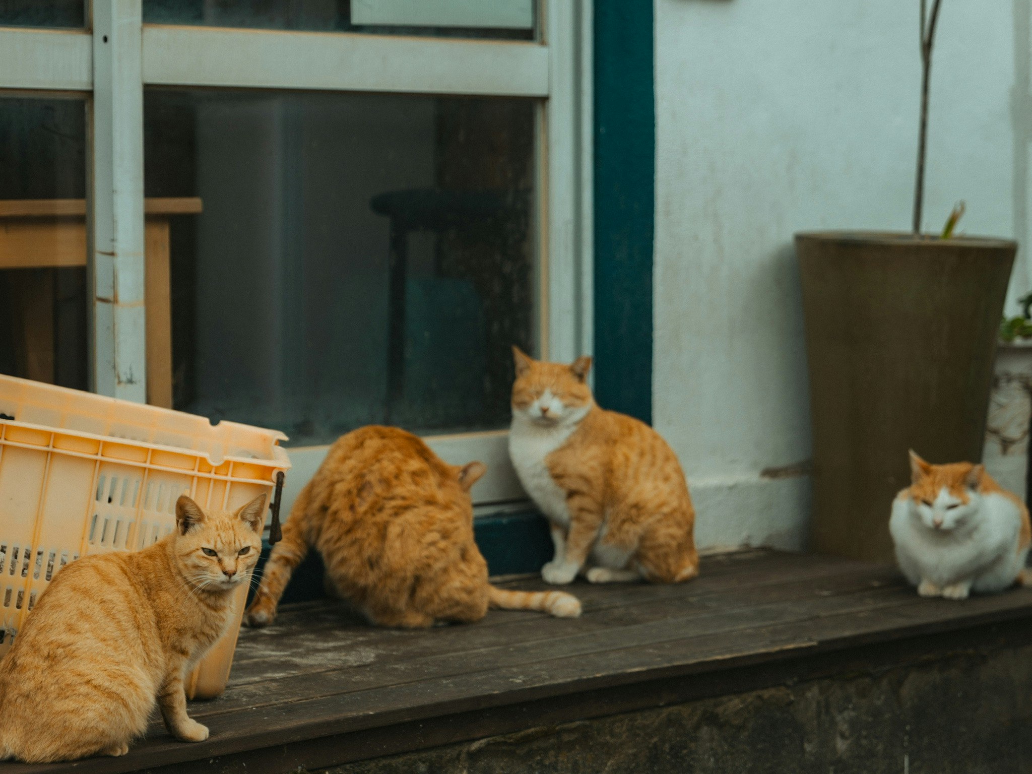 路地の段差に集まるオレンジ色の猫たち