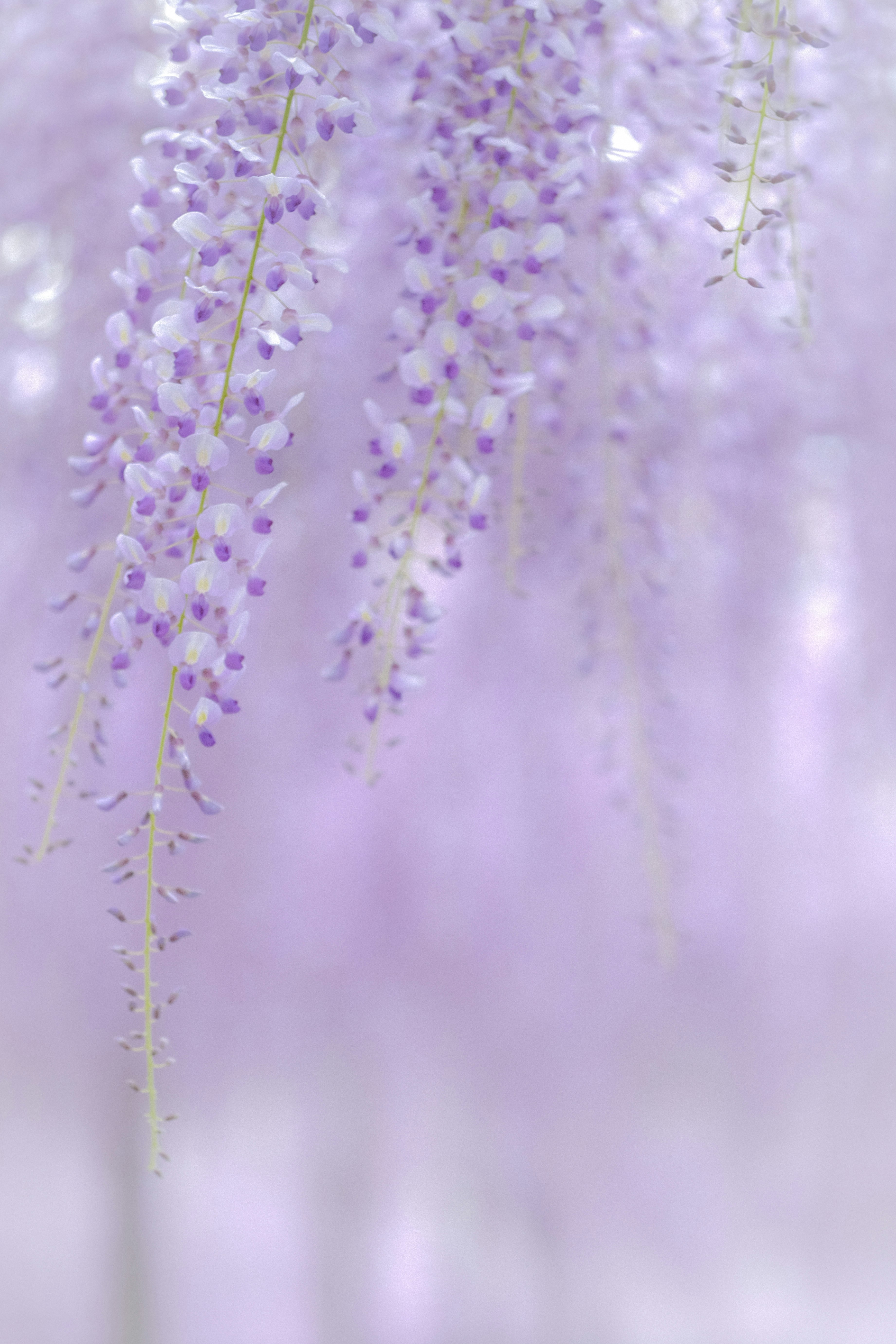 春季紫色紫藤花与柔和散景背景