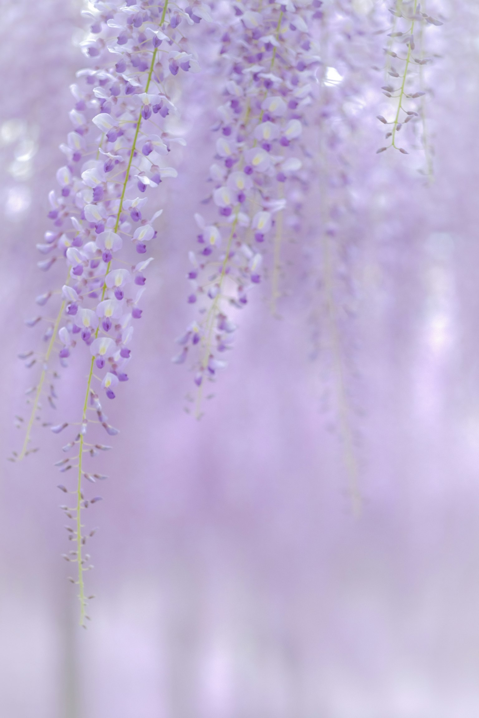 Hermosa escena de flores de glicinas moradas claras que caen