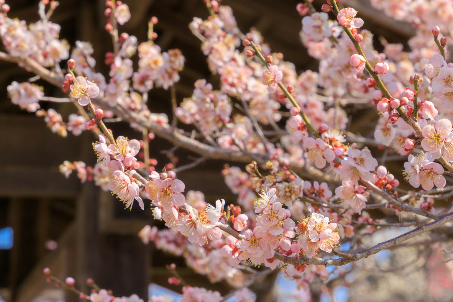 Nahaufnahme von Kirschblütenzweigen mit rosa Blüten