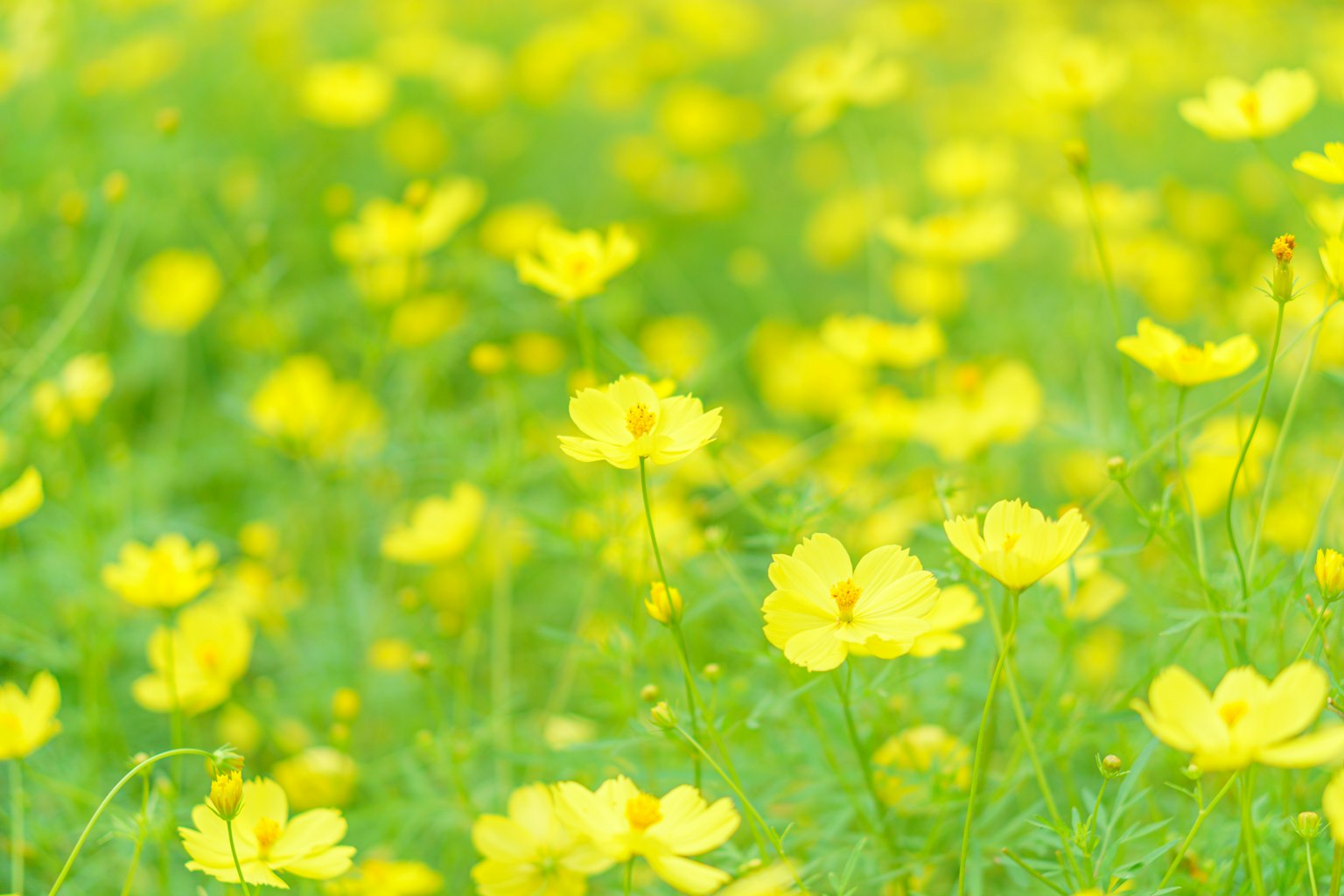 Ein Feld mit blühenden gelben Blumen und weichem grünem Laub