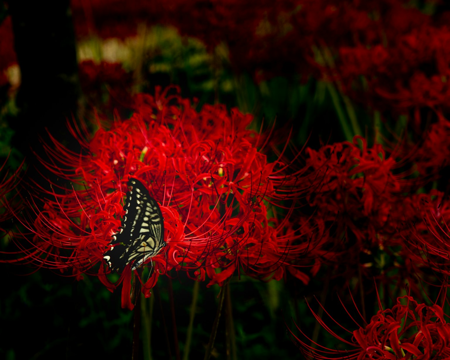 赤い彼岸花の中にいる黒い蝶