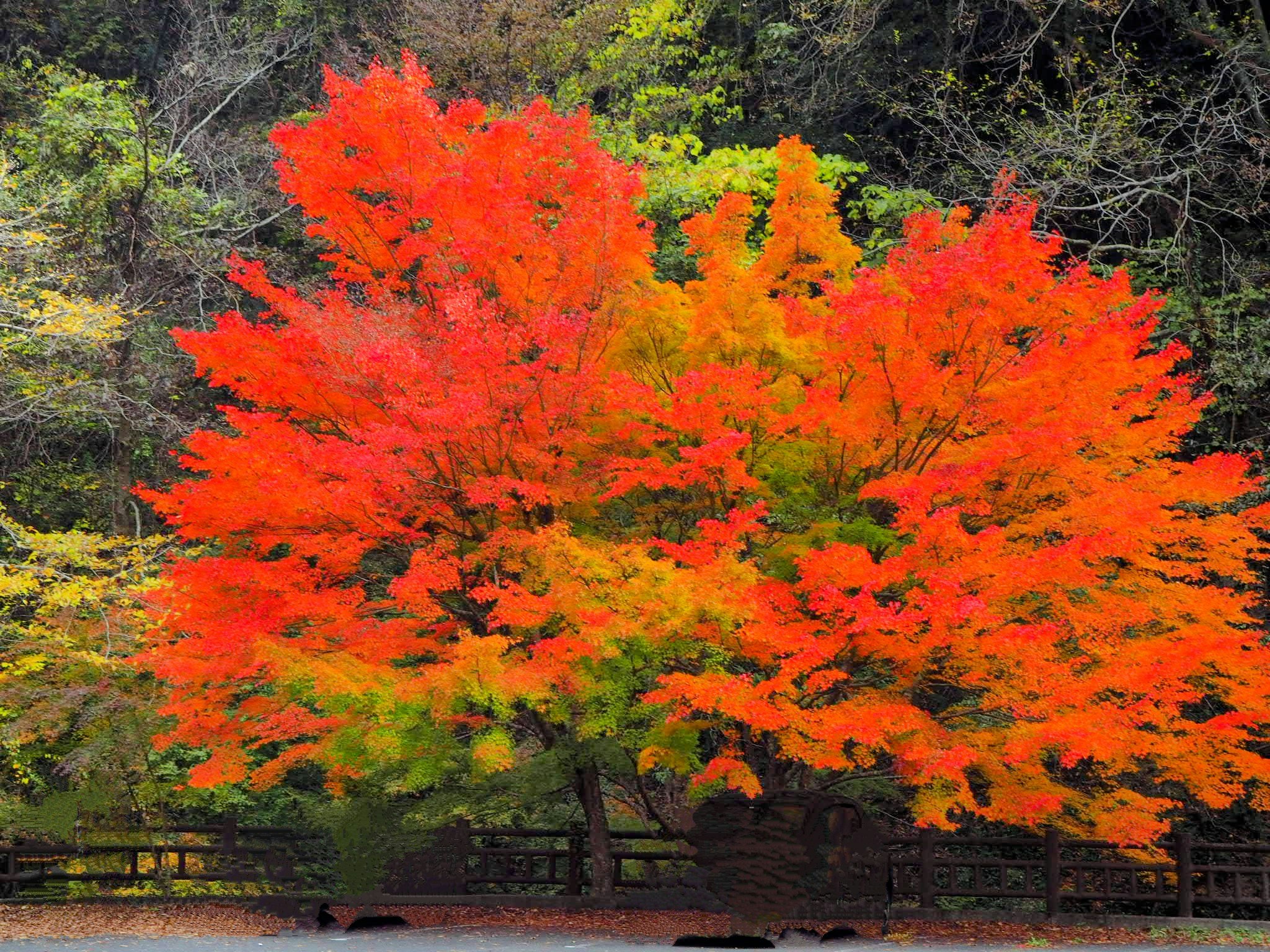 紅葉の大きなカエデが川沿いの景色を鮮やかに彩る