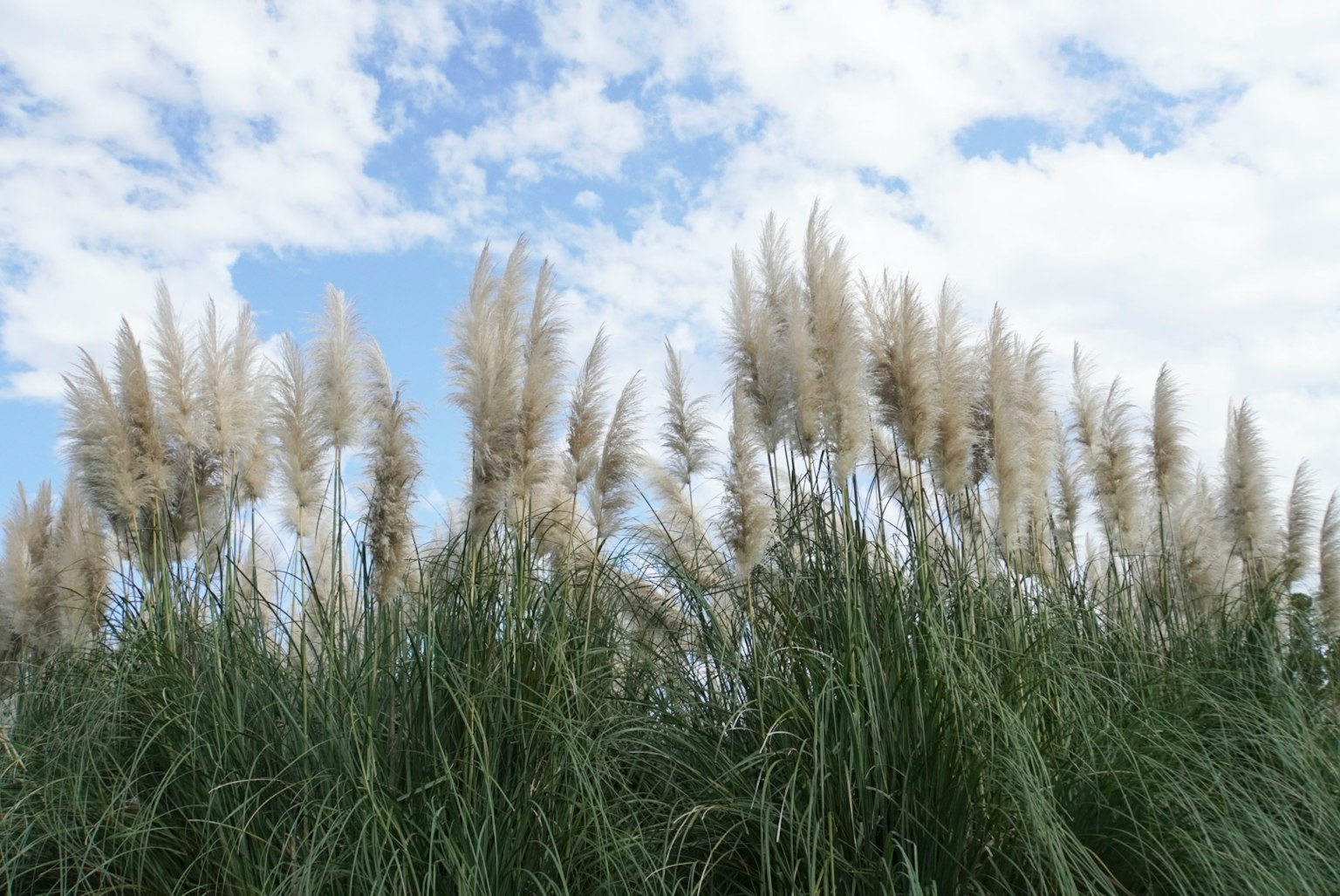 Pampas grass swaying under a blue sky