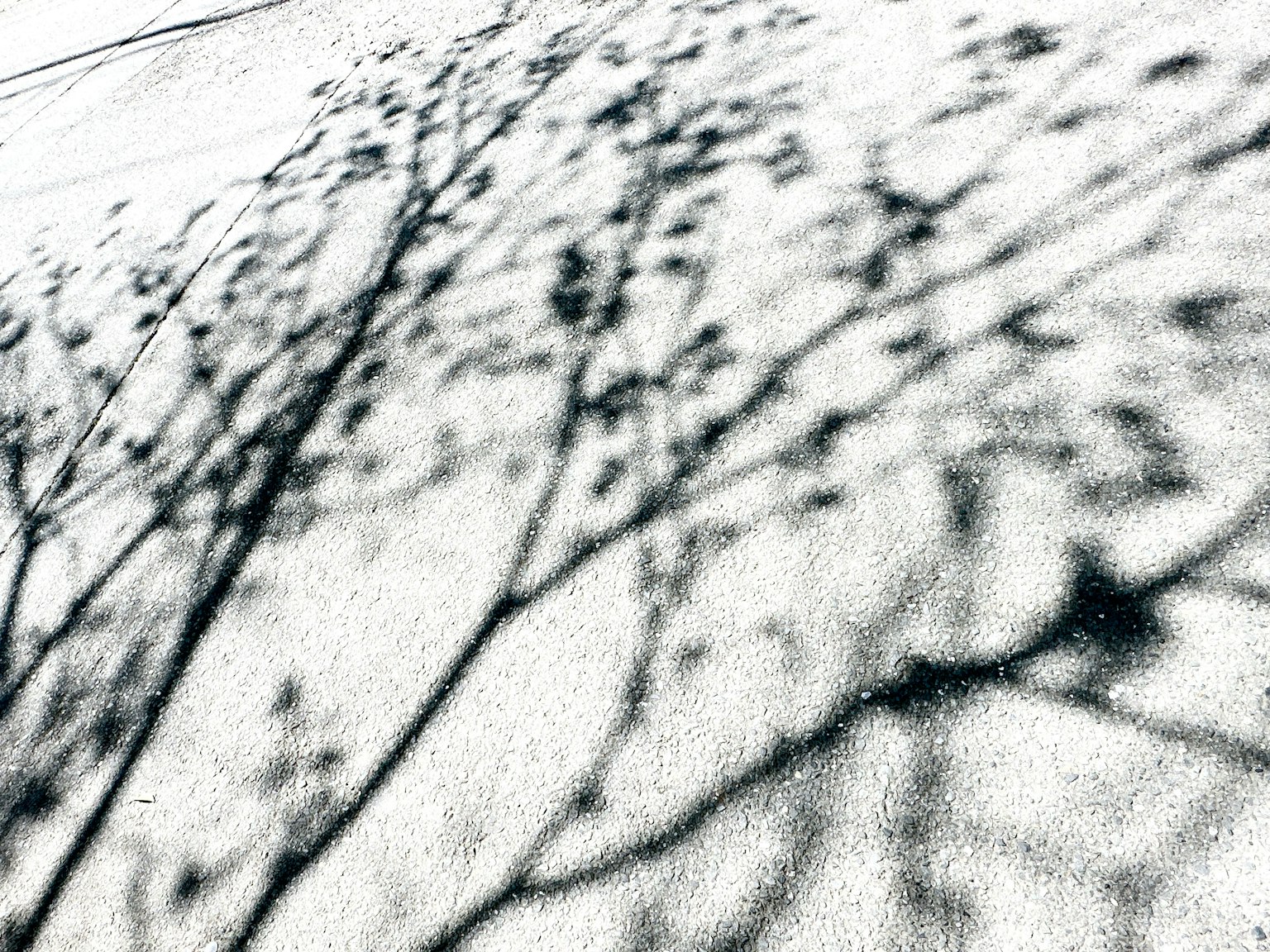 Un bel contrasto in bianco e nero delle ombre degli alberi proiettate sulla neve