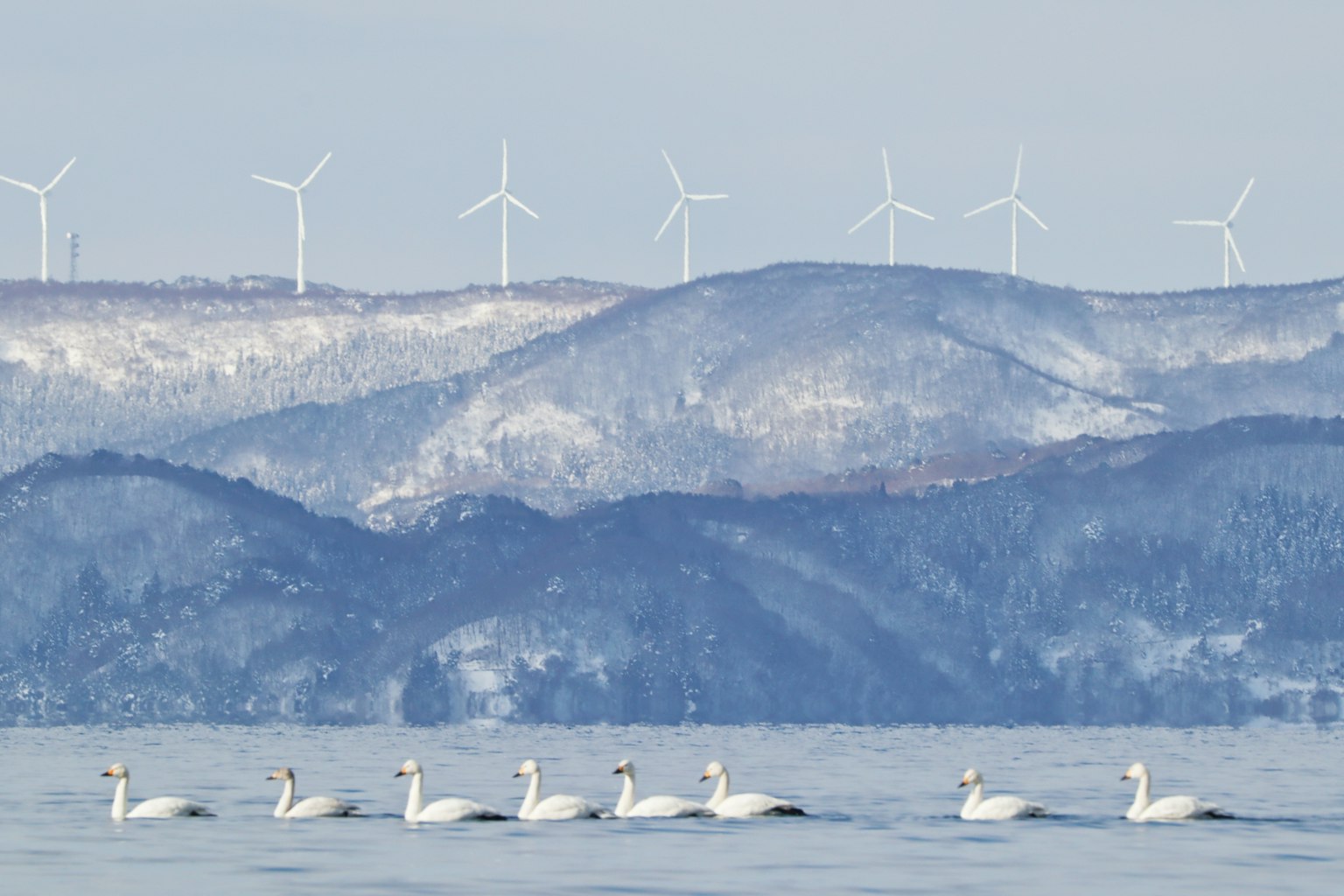 A flock of swans swimming in the water with snow-covered mountains and wind turbines in the background